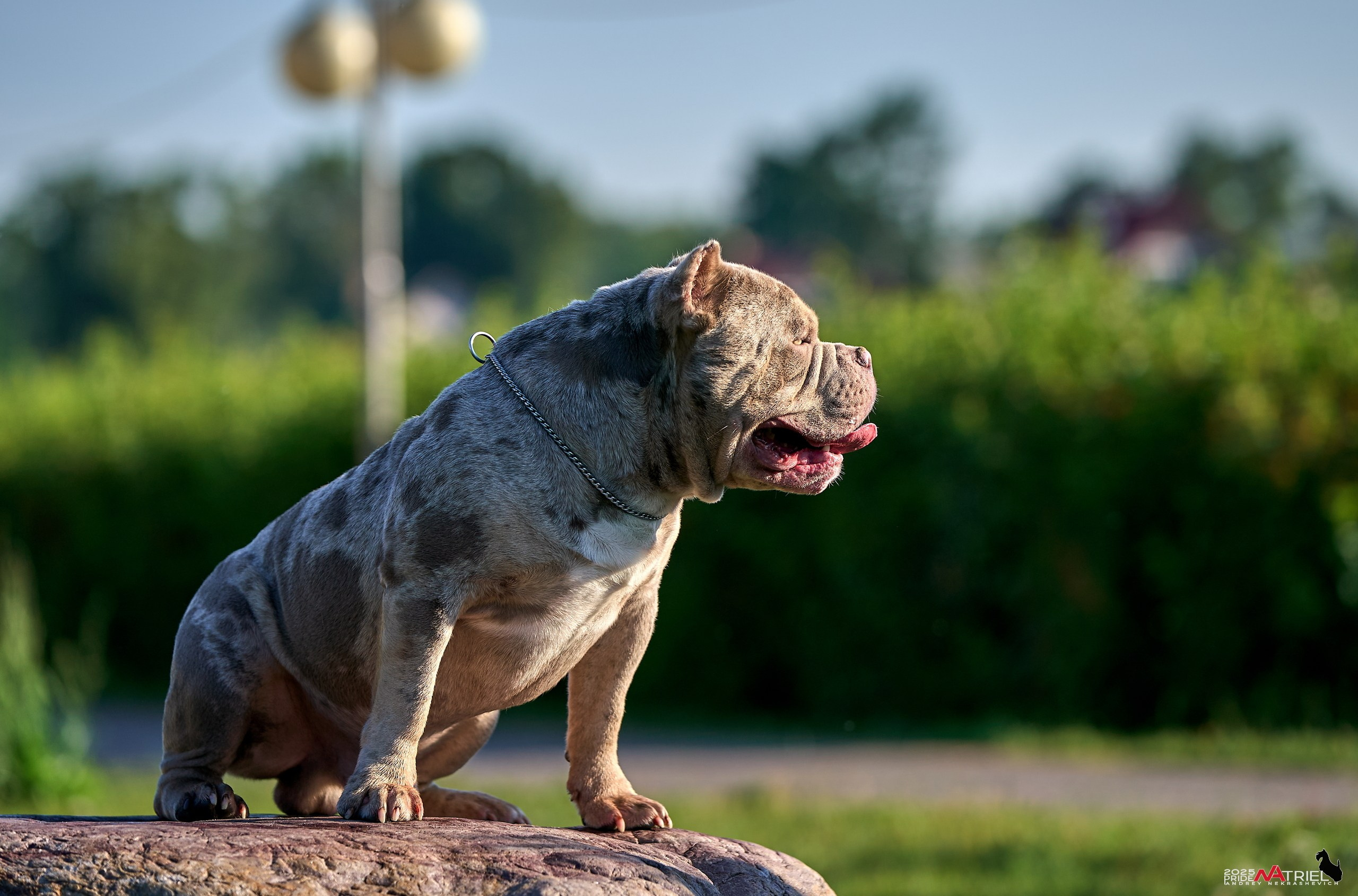 Съемка собак породы булли на природе