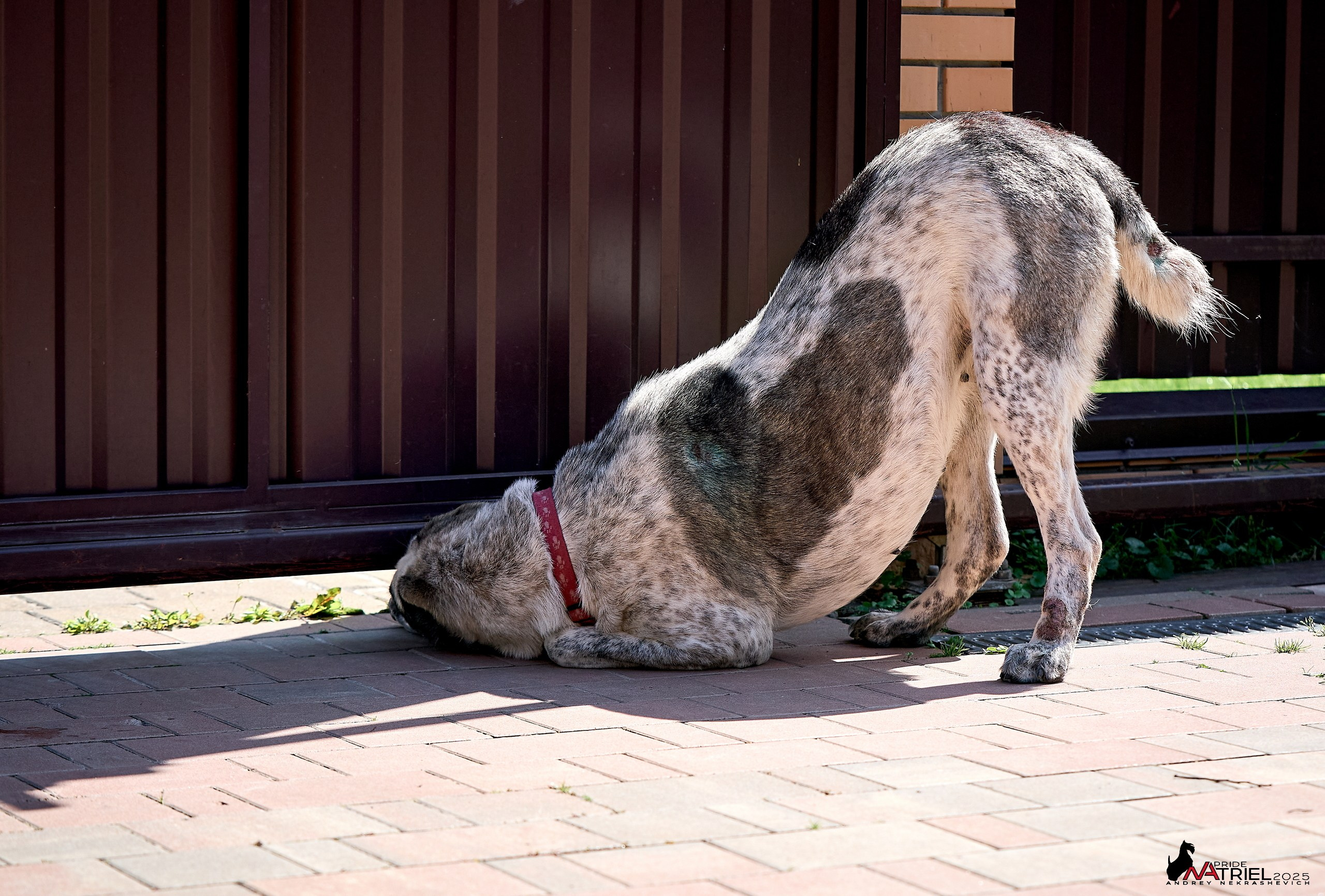Алабаи и скотч-терьеры в питомнике у Ольги