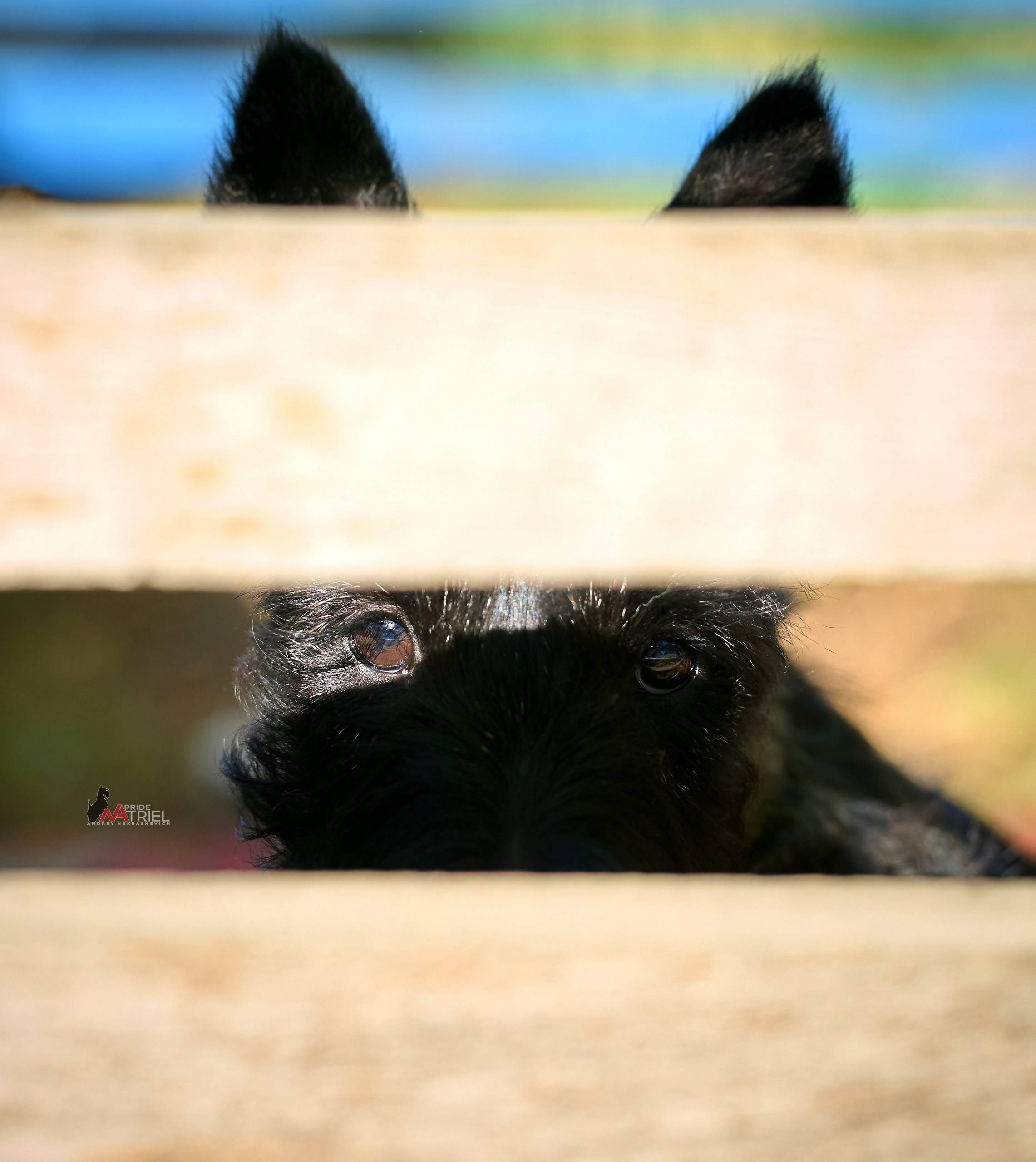 Щенки на прогулке — галерея NATRIEL