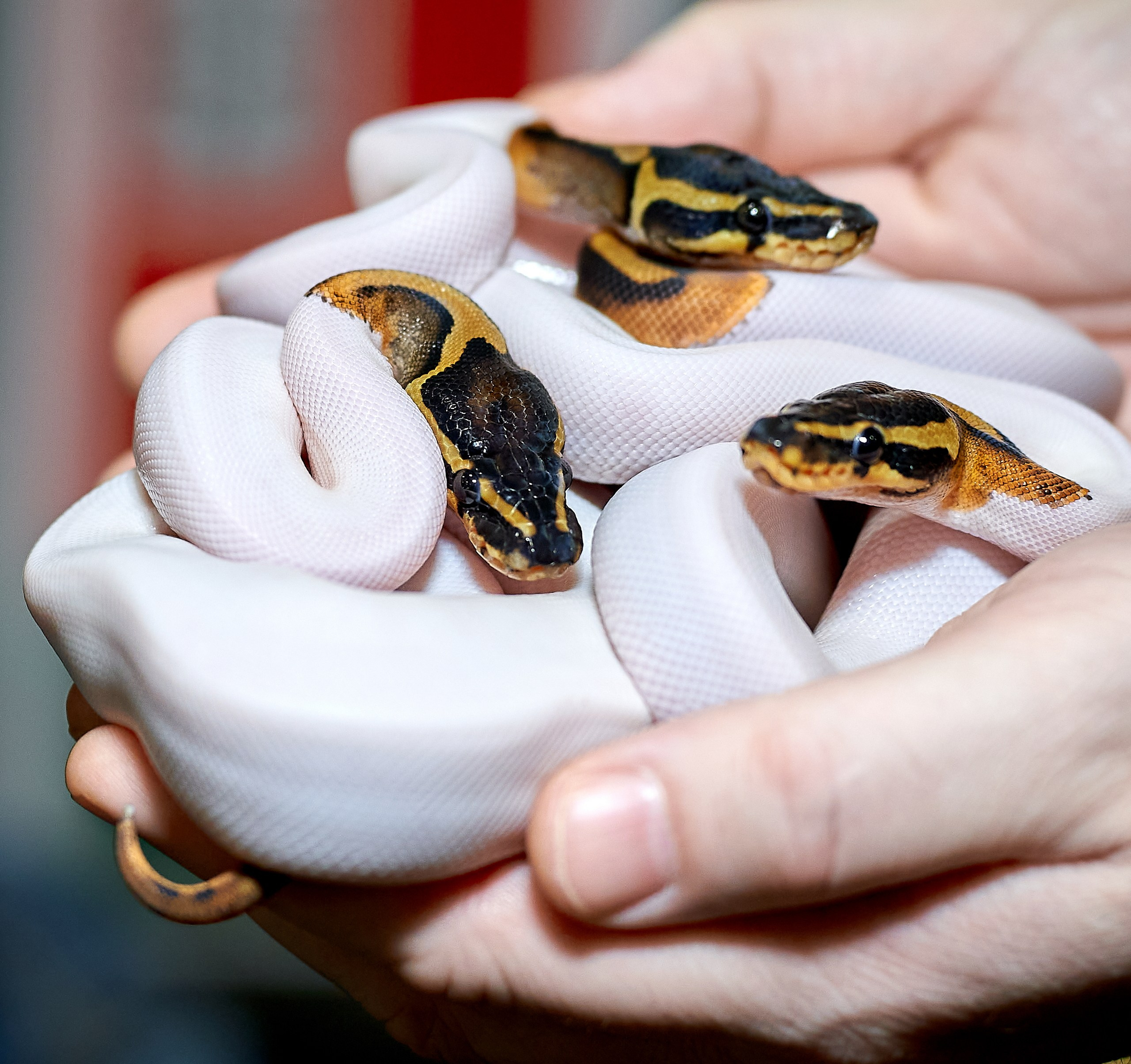 Рептилии — галерея NATRIEL