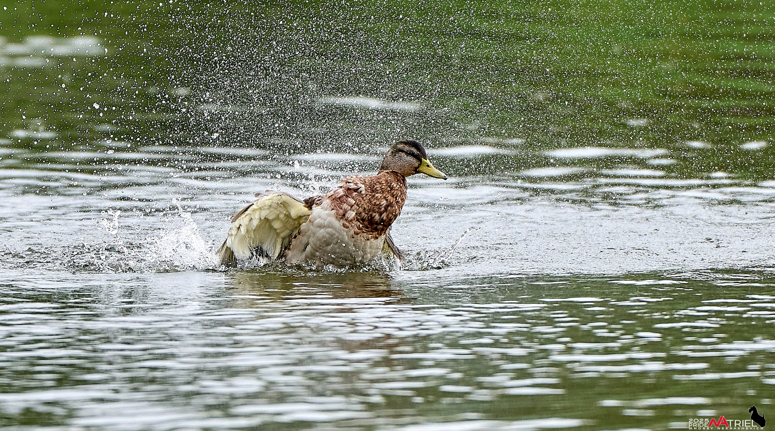 Утки на пруду