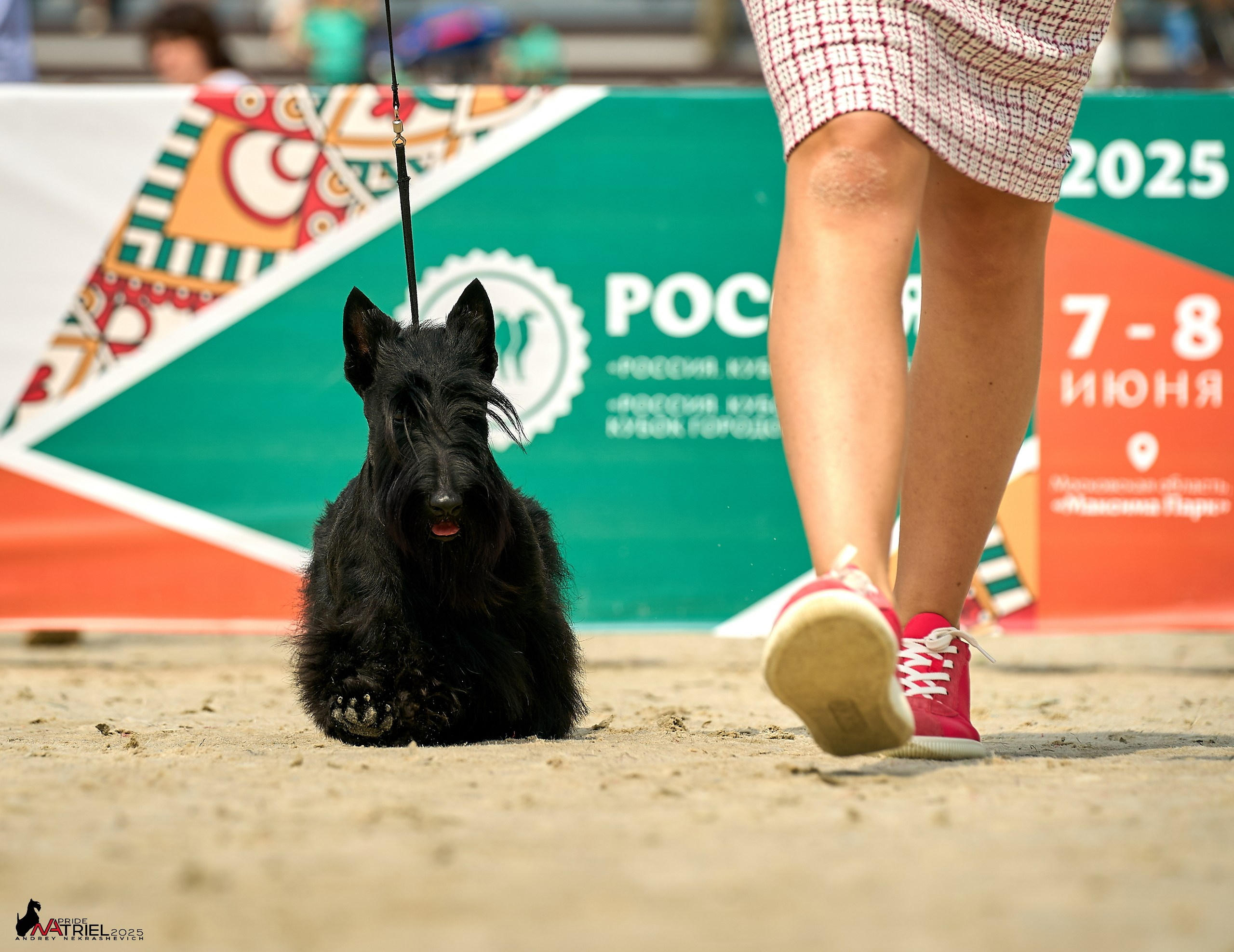Выставка собак РОССИЯ — 2025