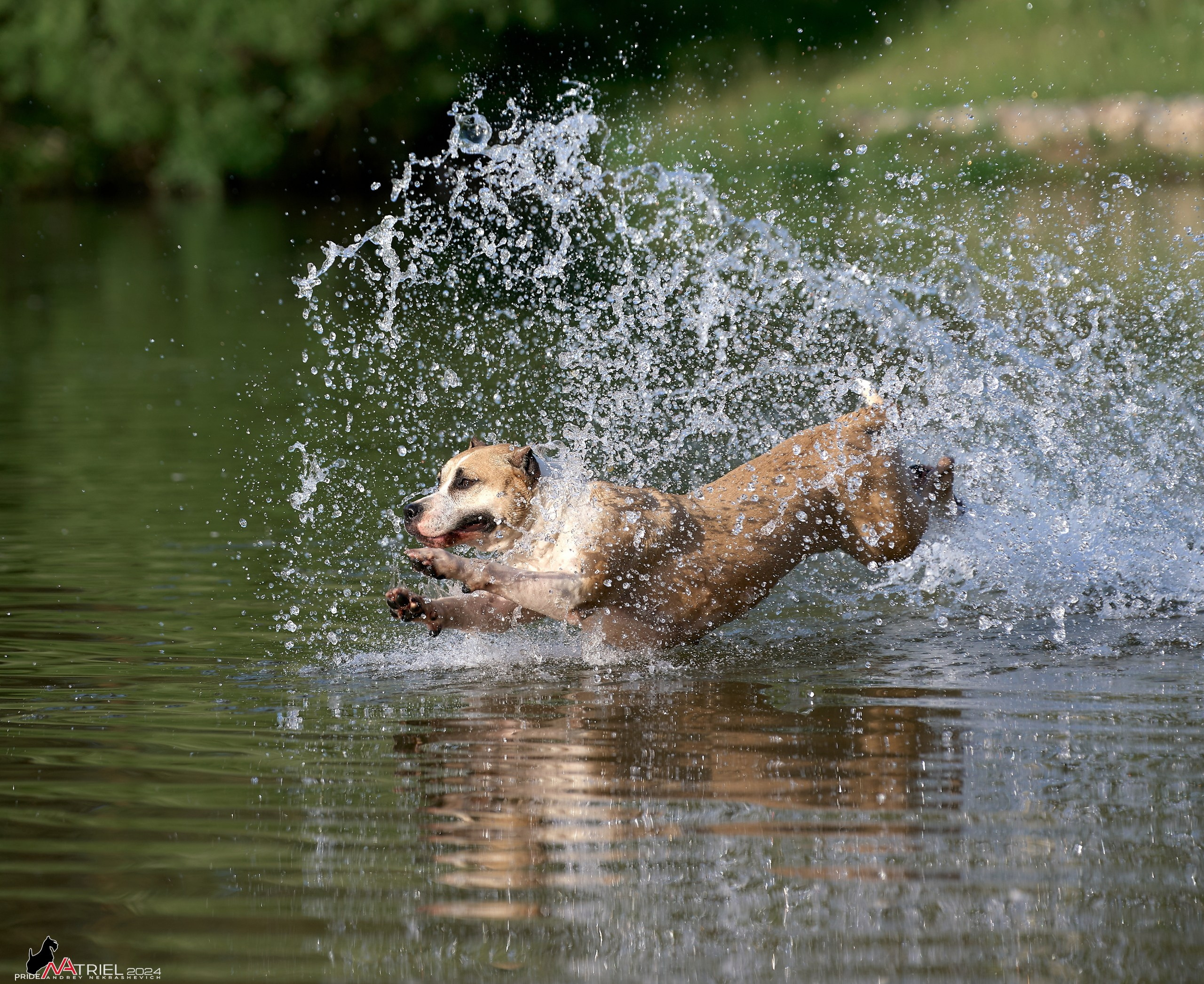 Фотопрогулка с булли