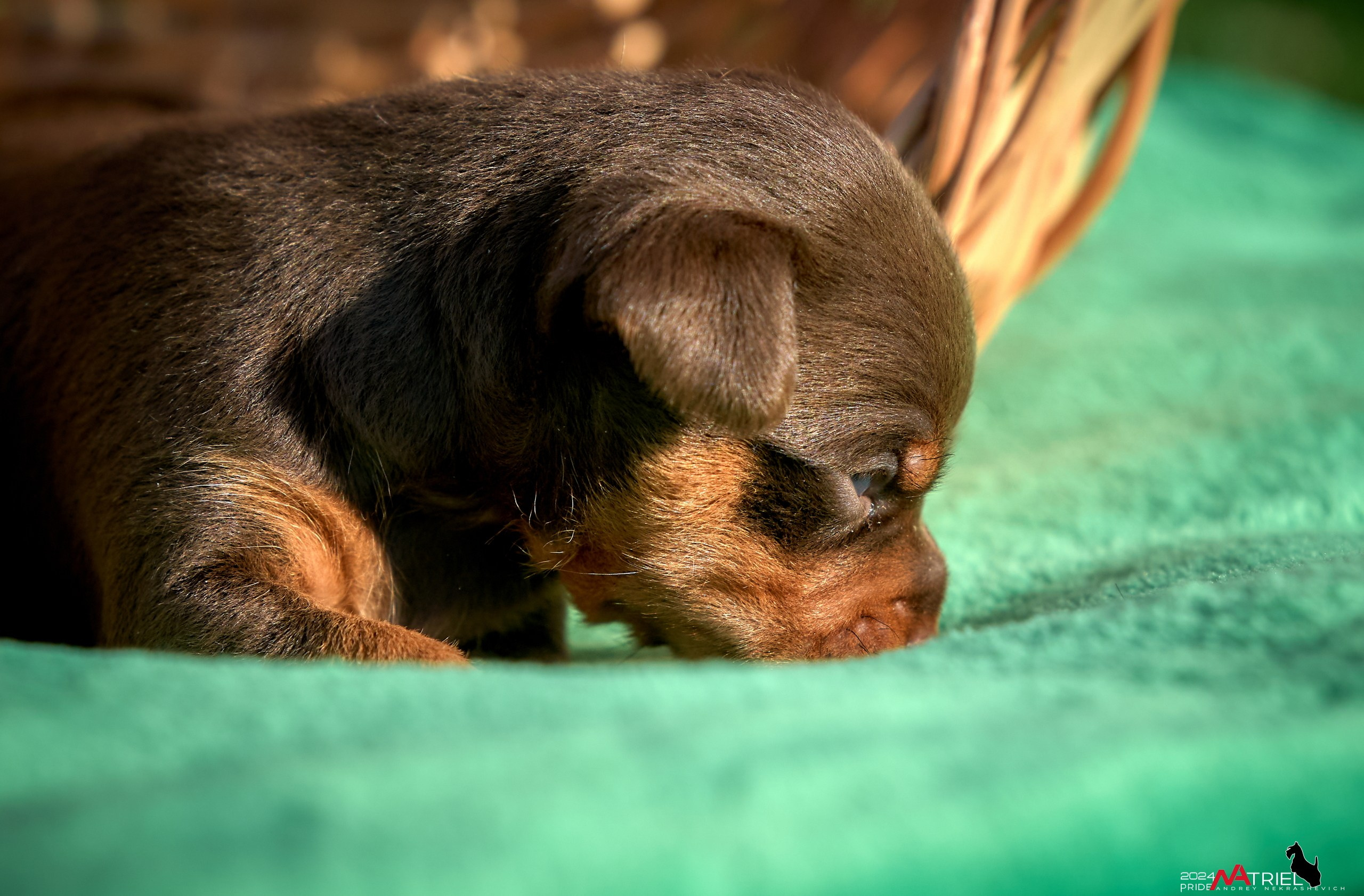 Фотопрогулка с крысариками