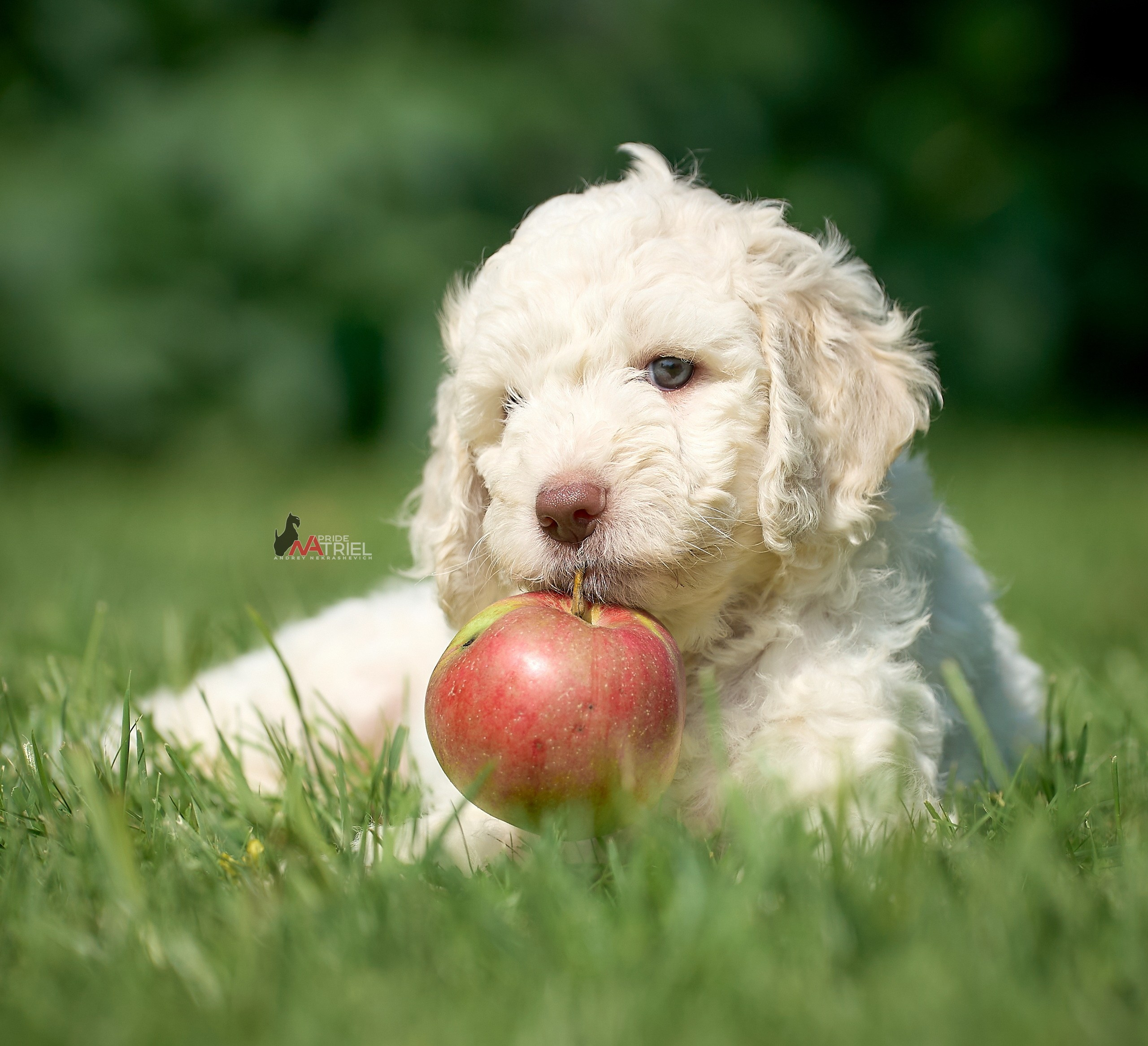 Щенки на прогулке — галерея NATRIEL