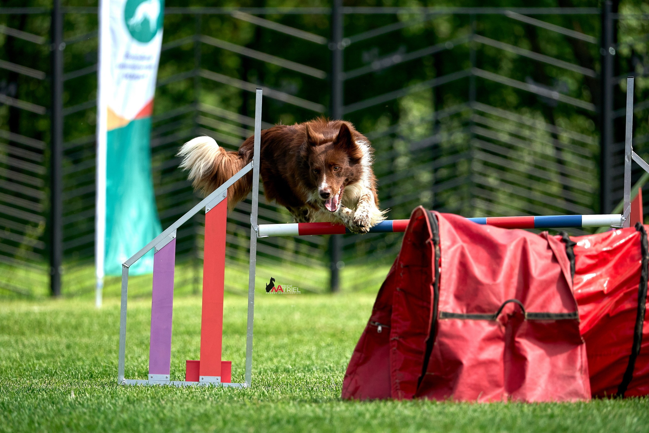 Аджилити — галерея NATRIEL