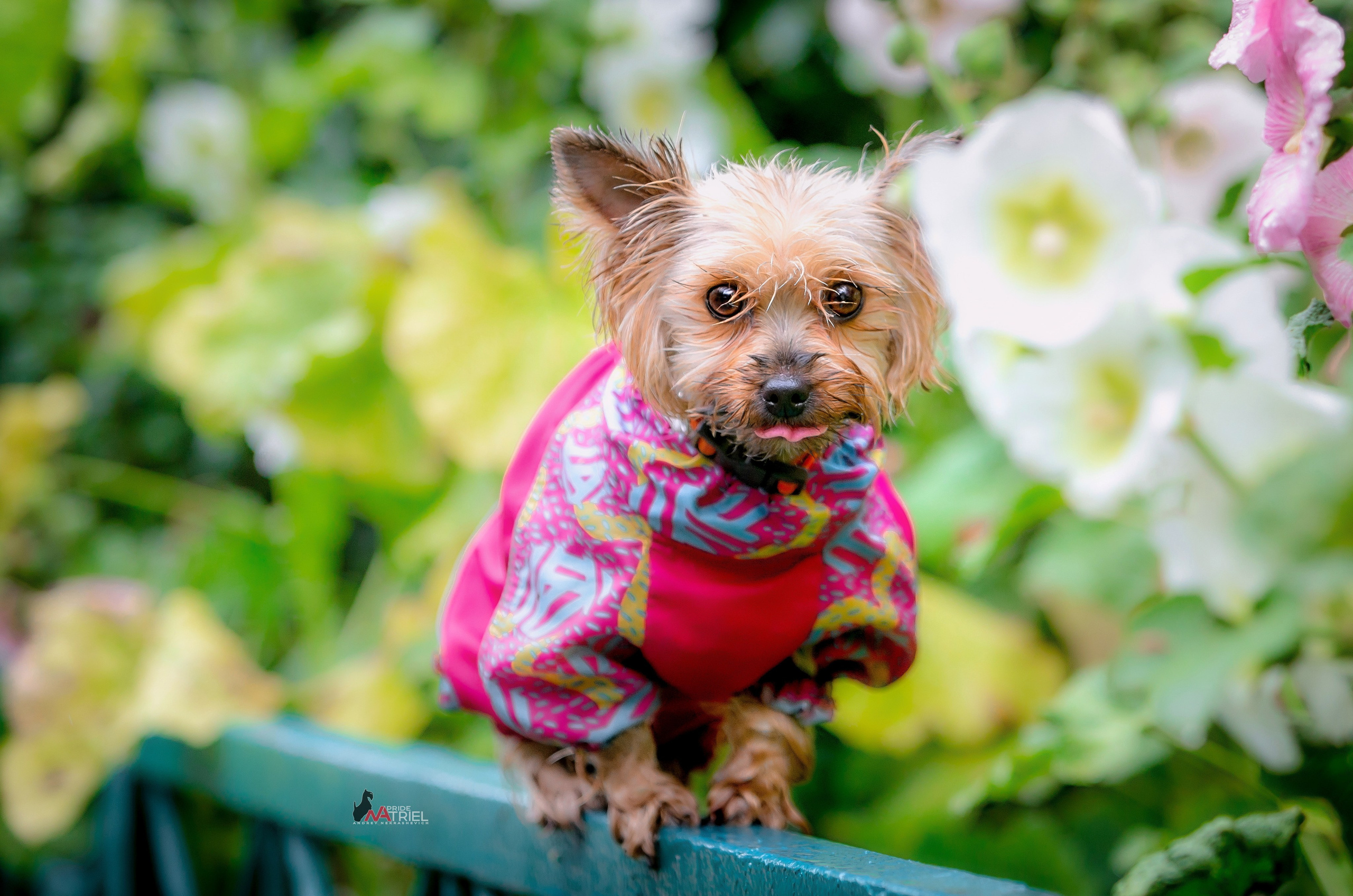 Йоркширский терьер Циля