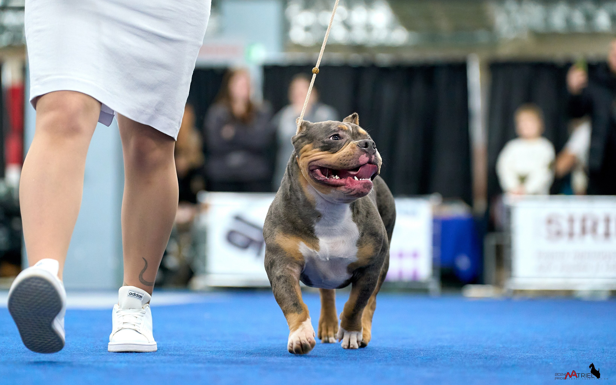 Съемка на выставке БуллиШоу