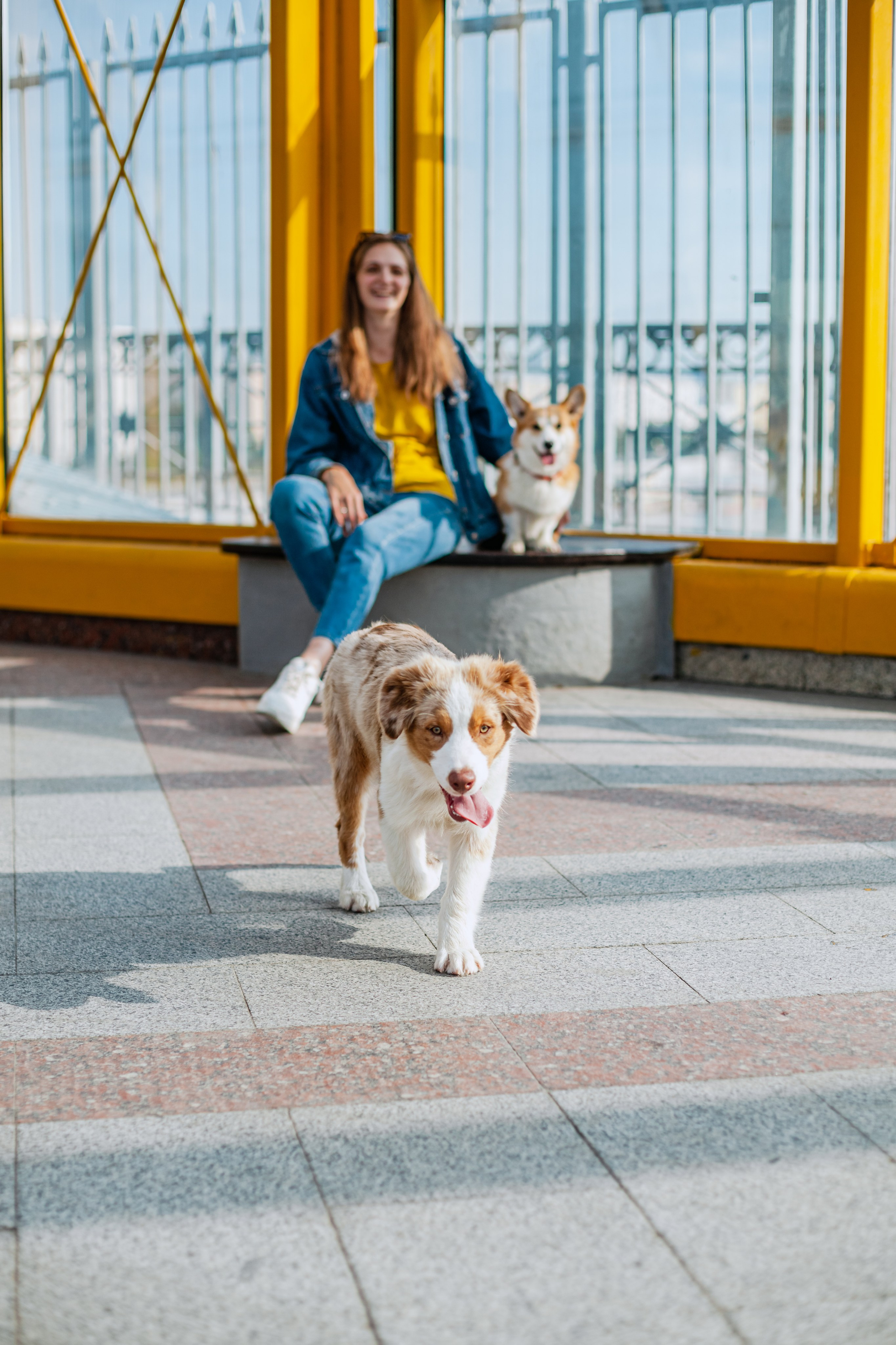 Андреевский мост. Фотограф-анималист Татьяна Степанова