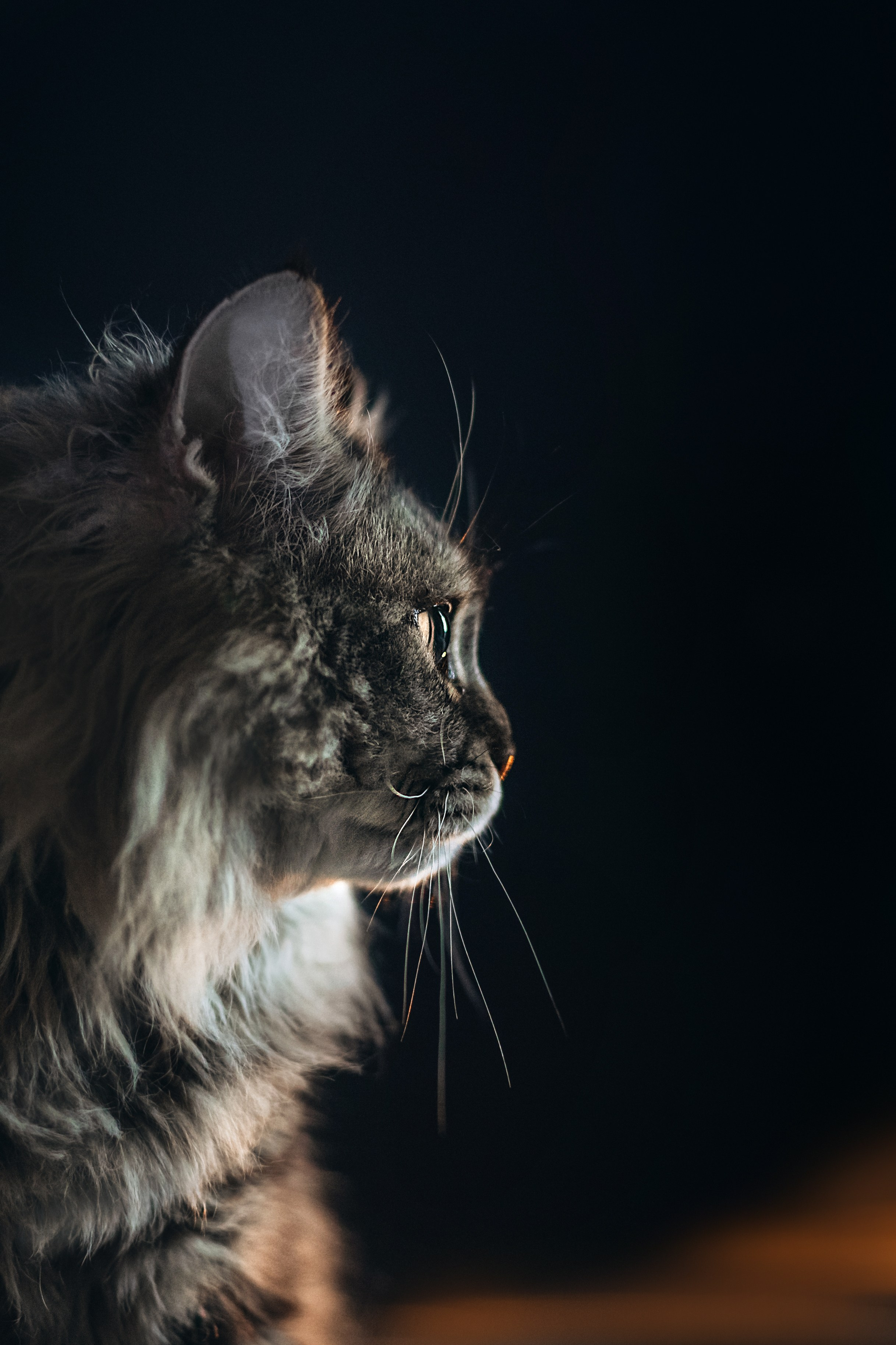 Домашняя фотосессия кота. Фотограф-анималист Татьяна Степанова