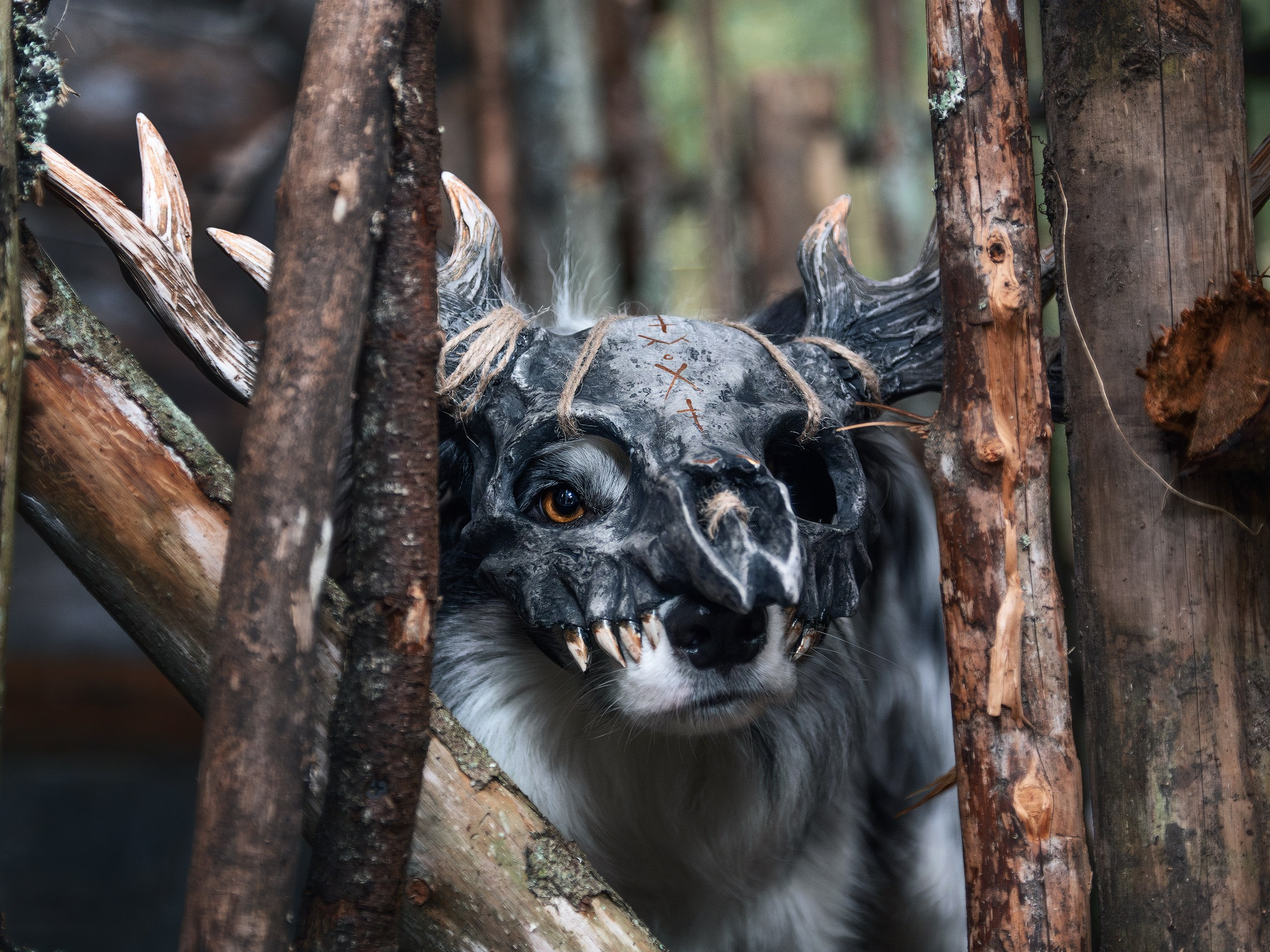 Хэллуин. Фотограф анималист Никита Натальный