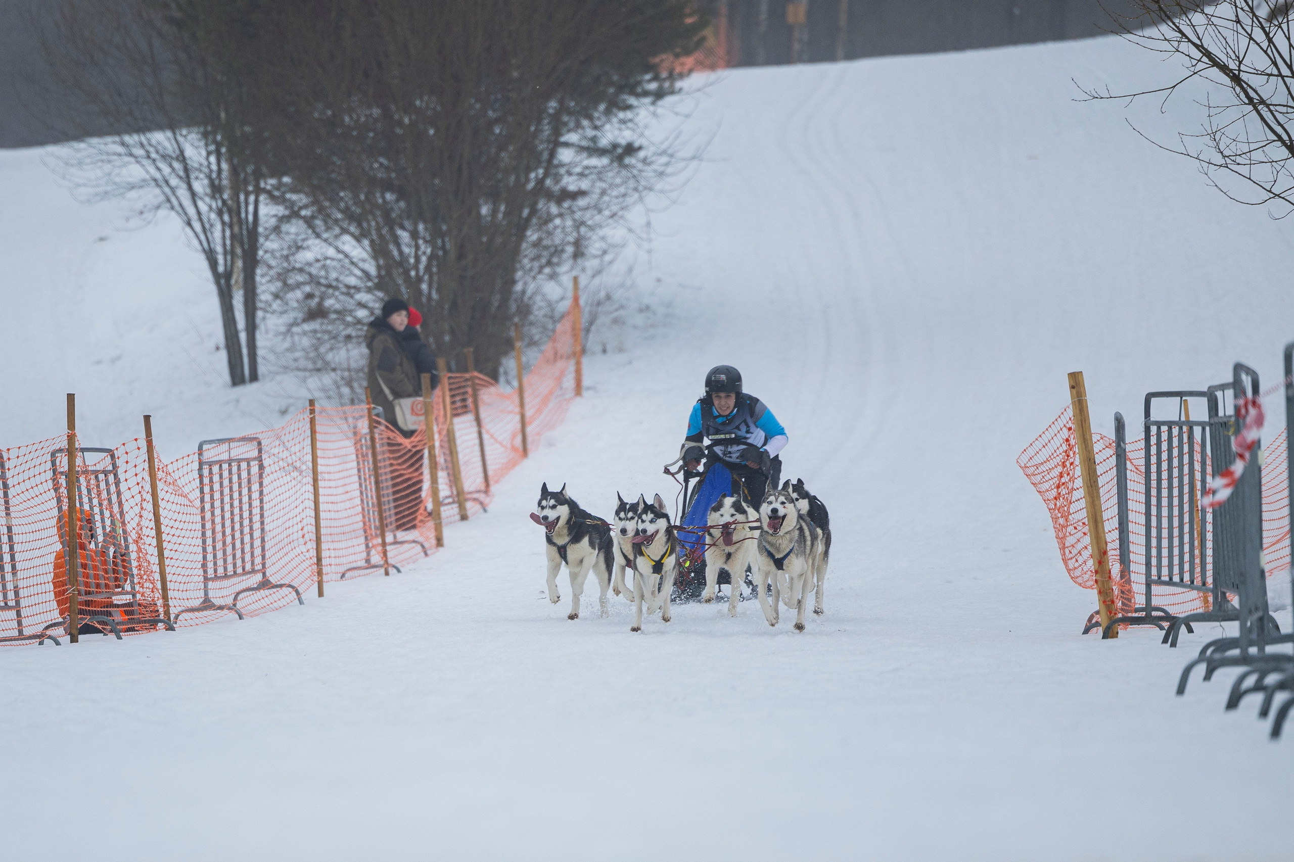 Зимний Чемпионат Санкт-Петербурга по ездовому спорту. Фотограф-анималист Анна Маринич