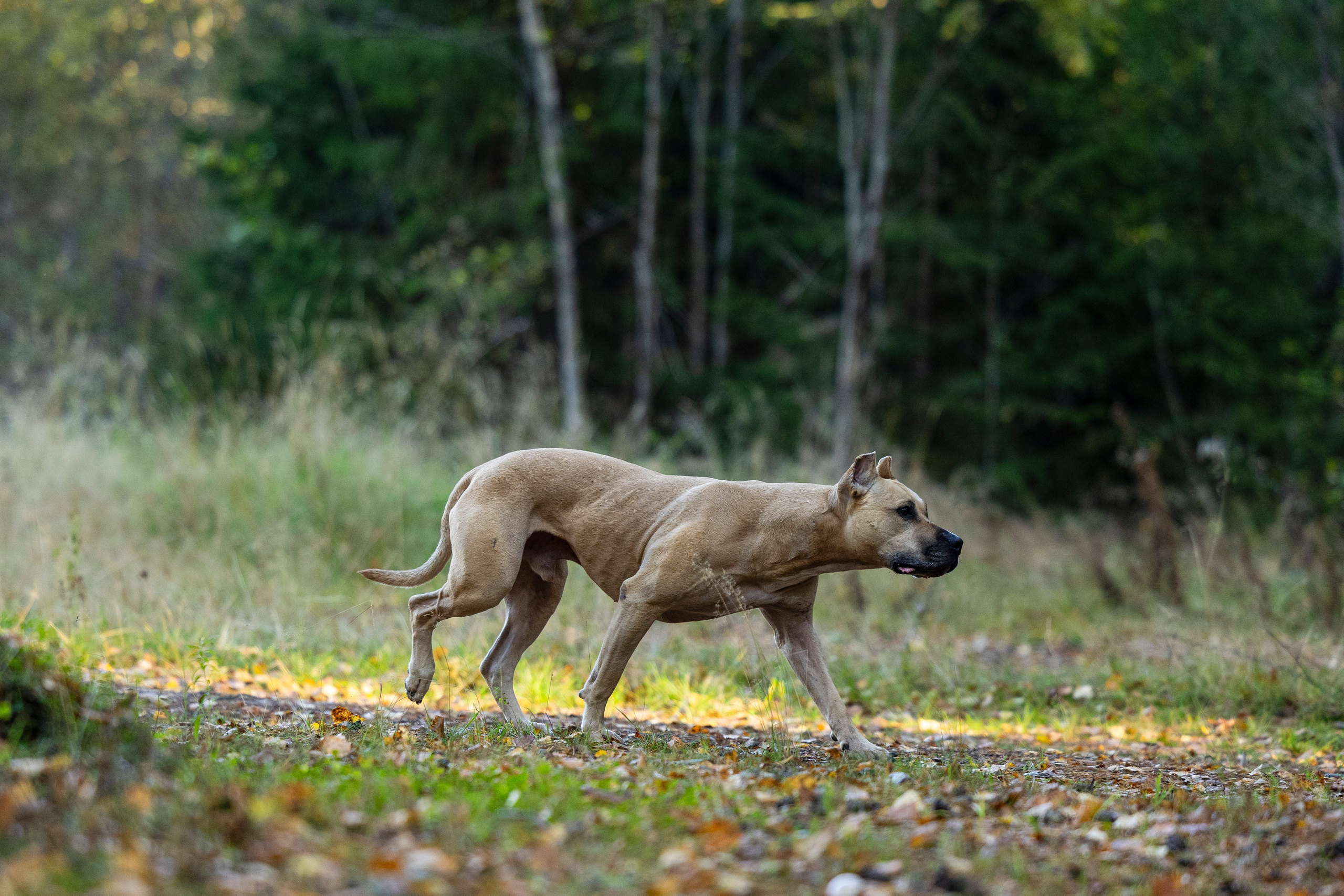 Фобос. Фотограф-анималист Анна Маринич