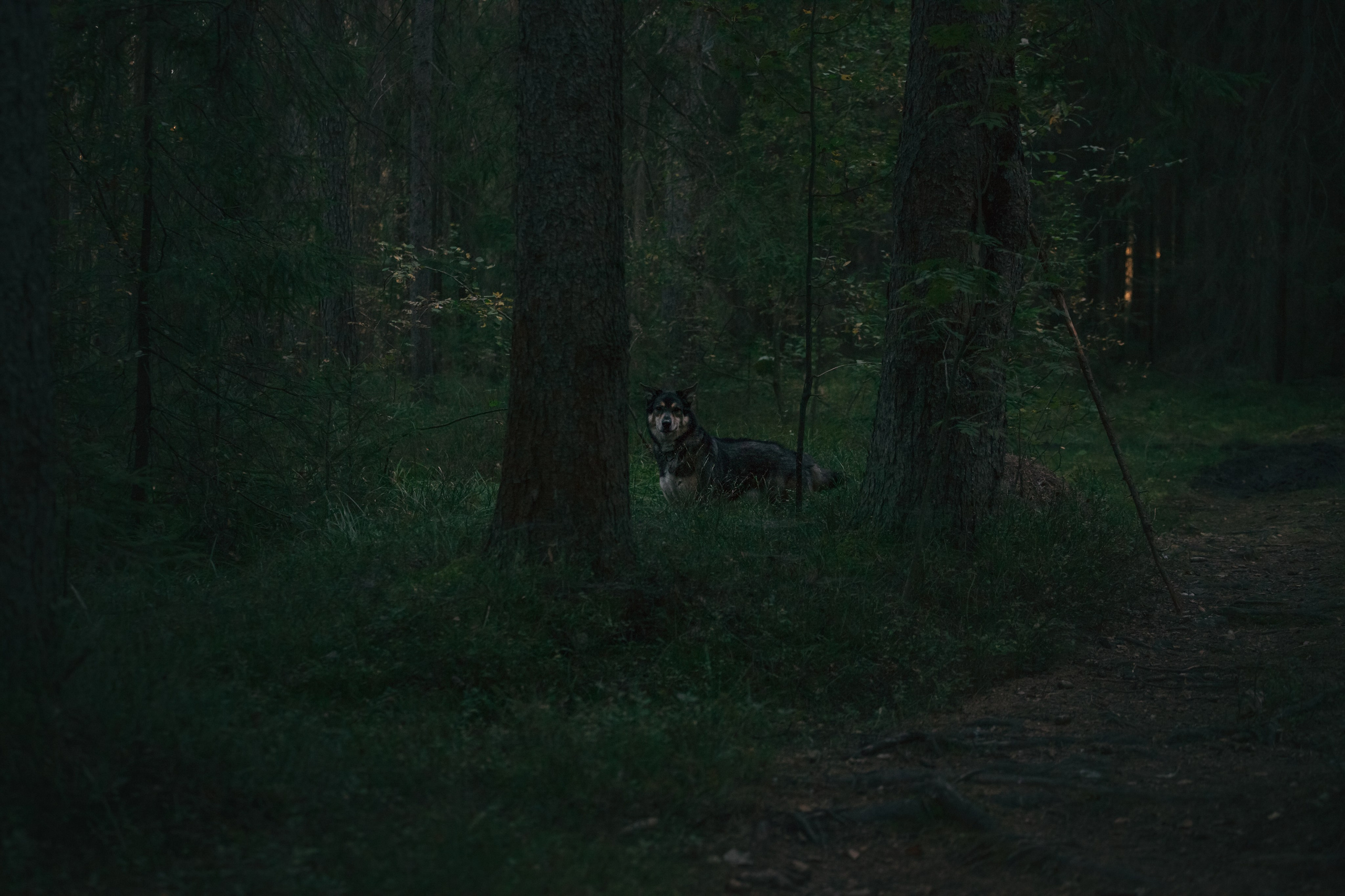 Фотопрогулка в Ленобласти. Фотограф-анималист Татьяна Степанова