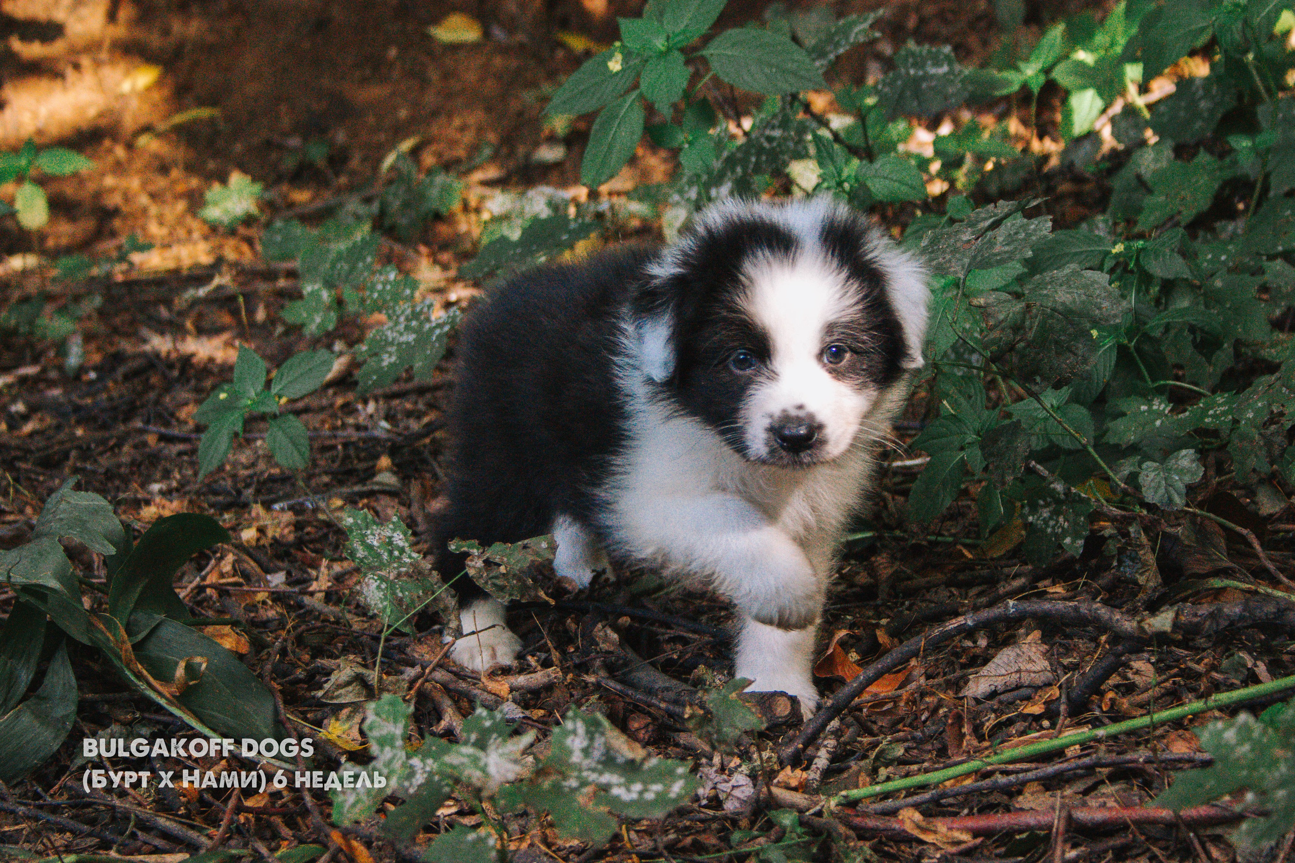 Карныш. BLGKV питомник собак
