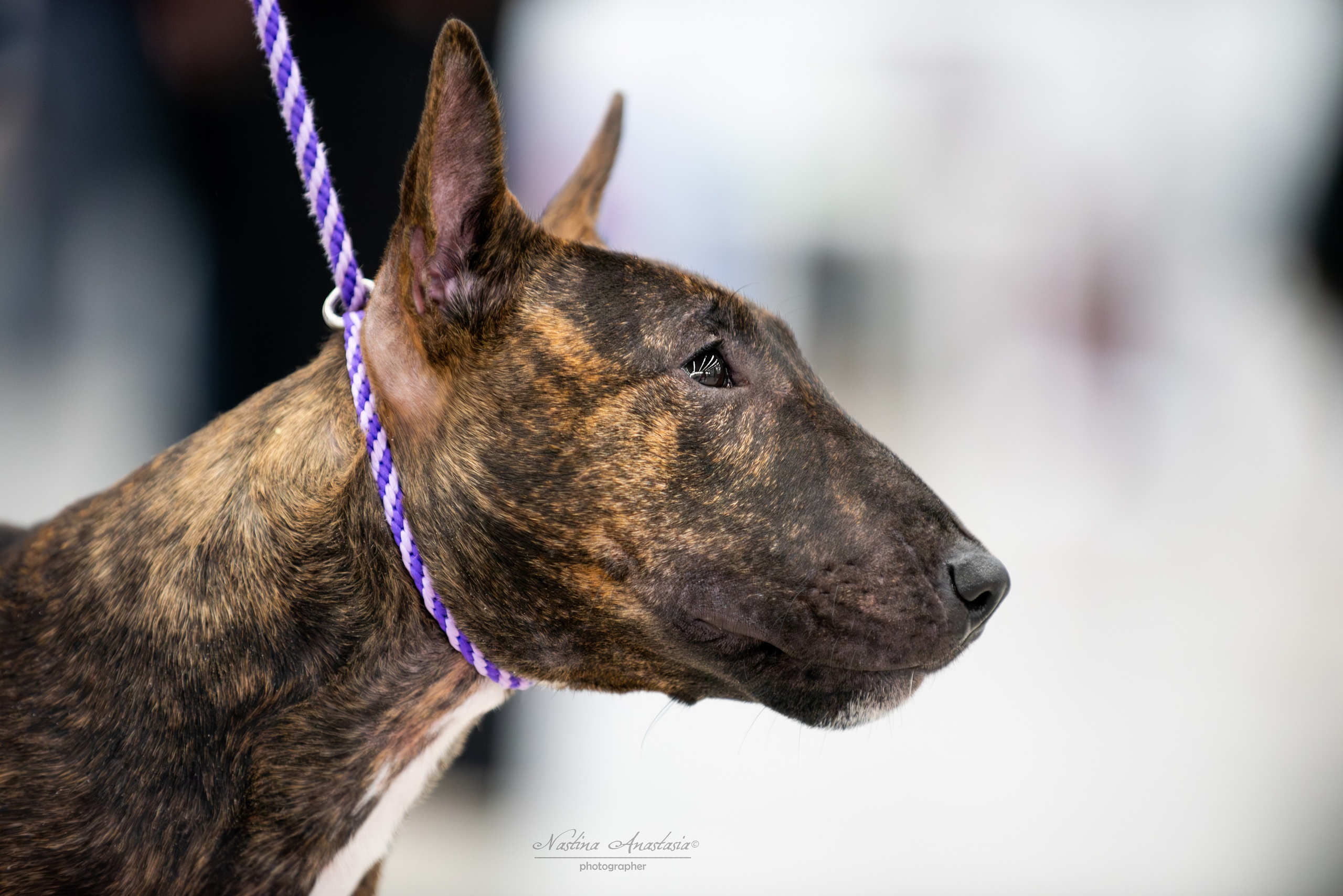 Выставки. Фотограф — Анималист