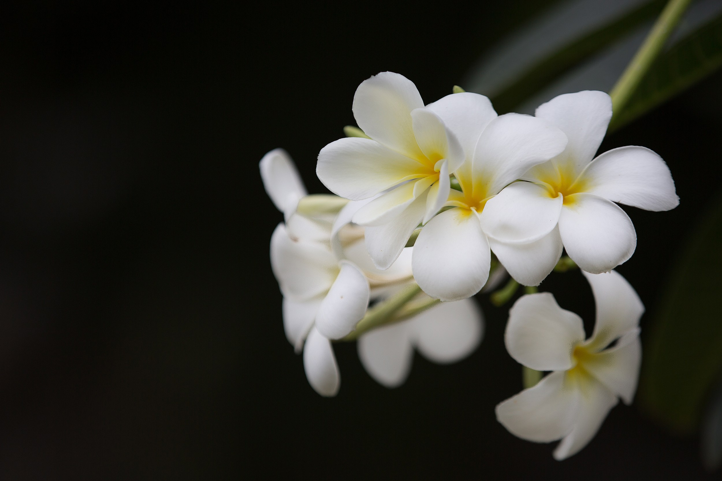 Фото Тайланда. Студия Максима Белослюдцева