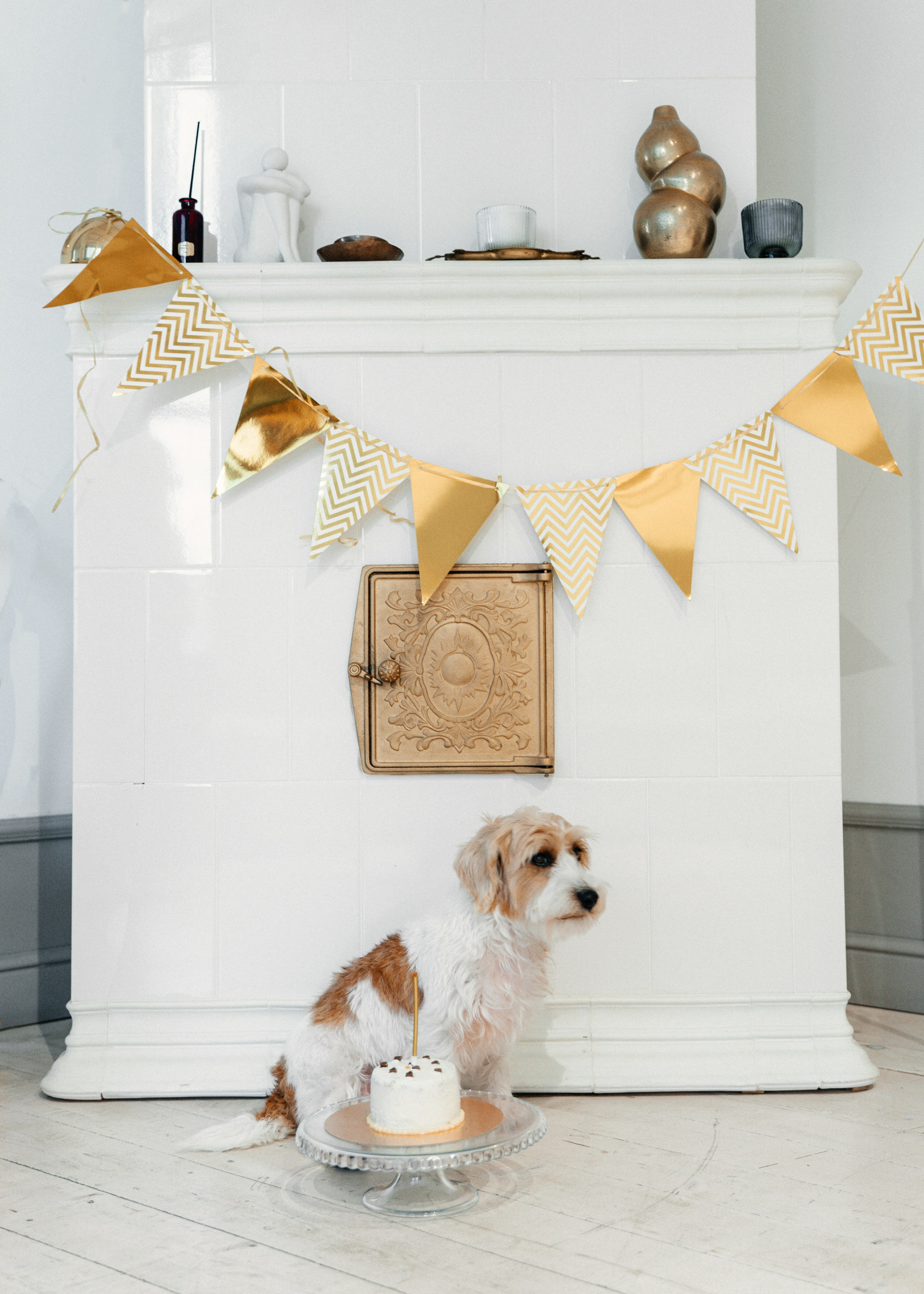 Красота хвостатых глазами хозяйки. Ваш семейный фотограф в Минске — Вика Трегубова