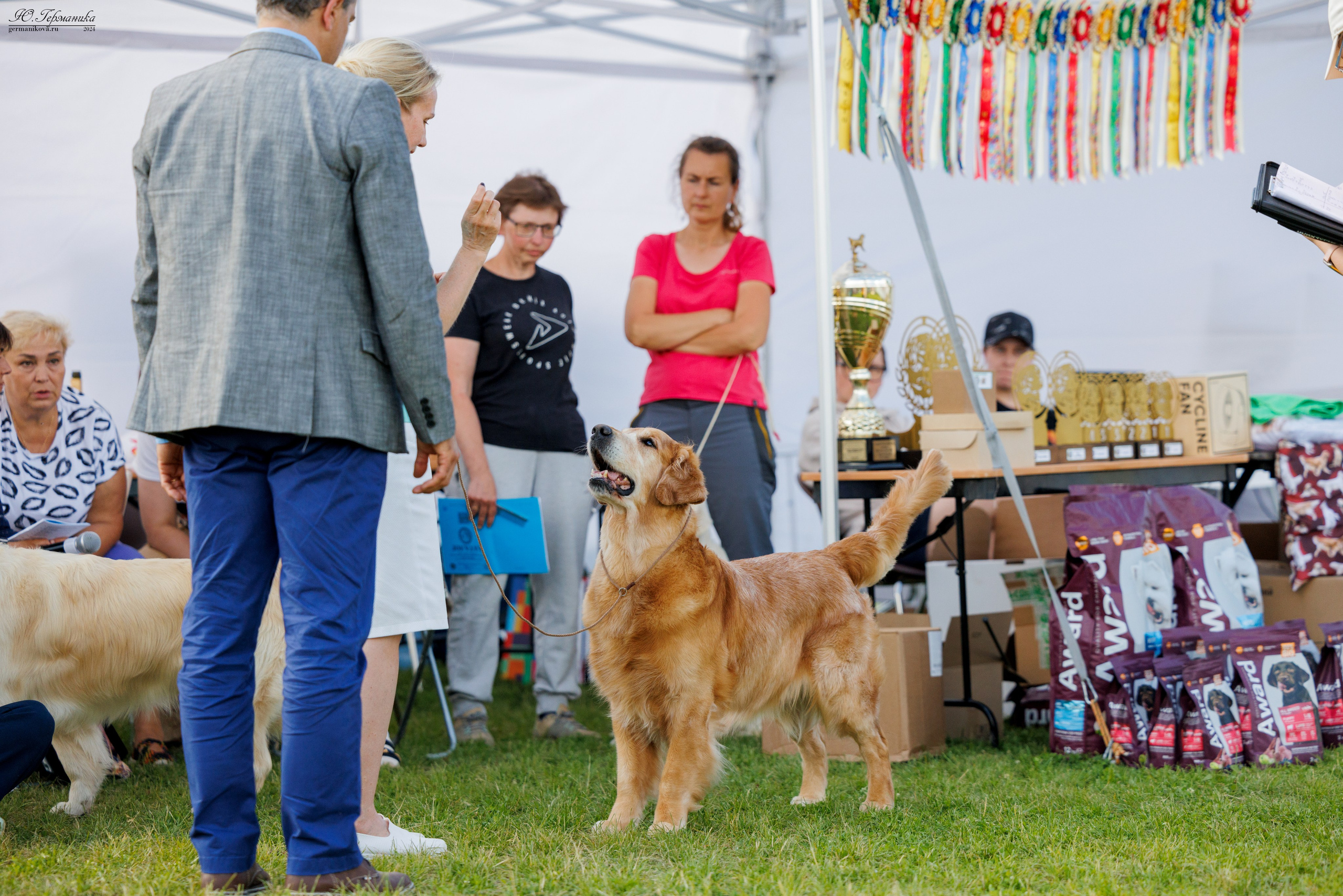 Голдены 15-16.06.2024. Фотограф-анималист Юлия Германика