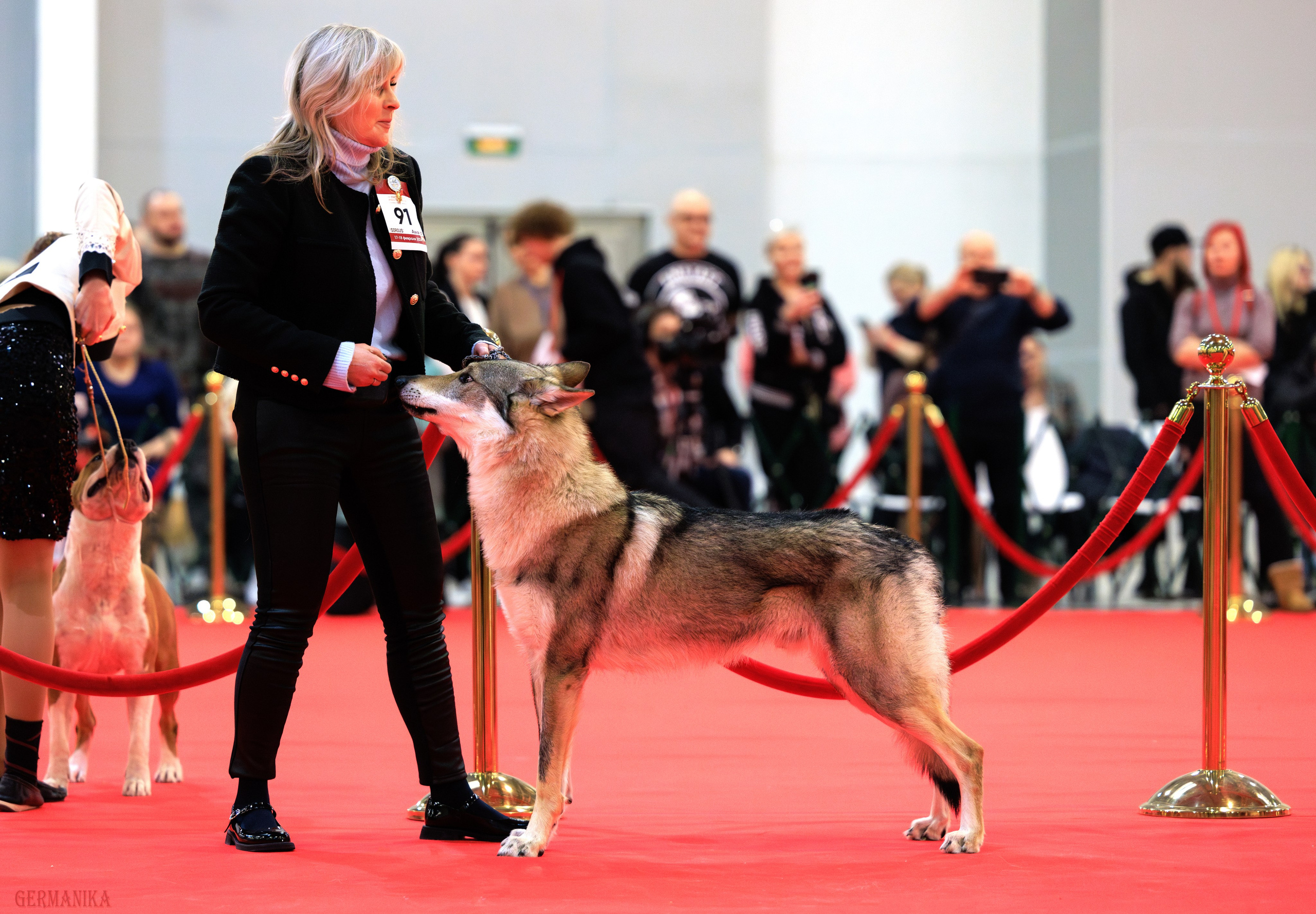 Лучшие Собаки России 17-18.02.2024. Фотограф-анималист Юлия Германика