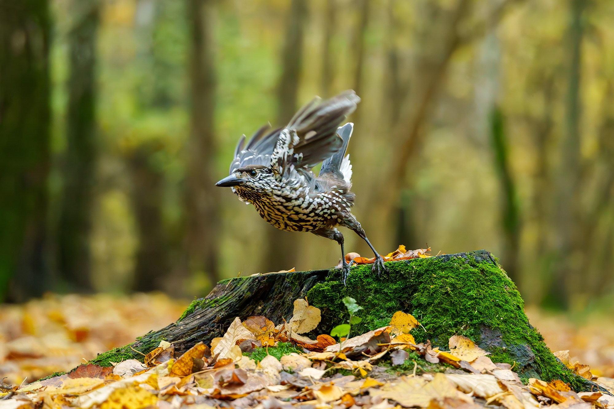 Удивительные мир птиц. Вокруг нас столько прекрасного — присмотритесь!. Ваш личный фотограф Марина Волкова