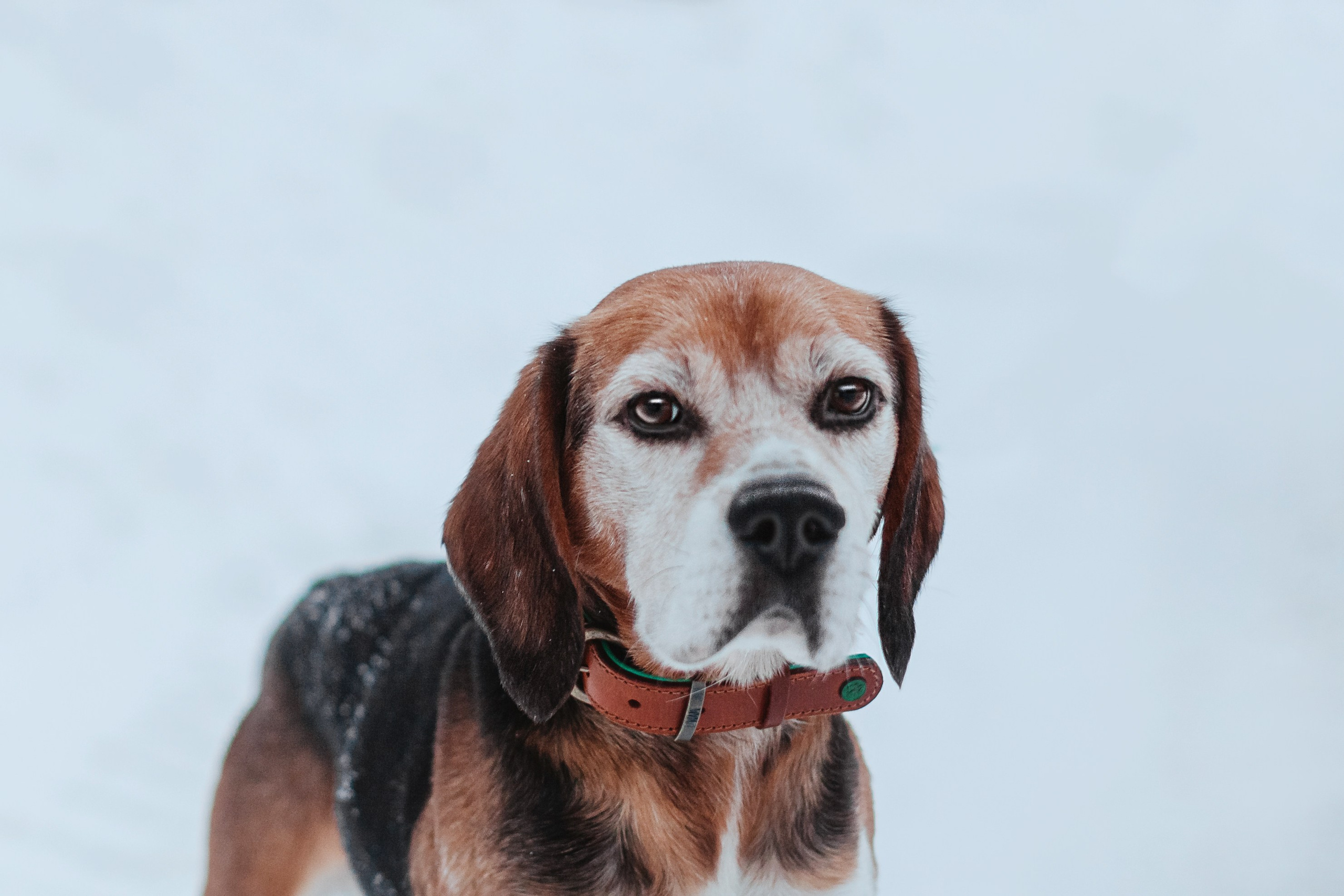 Дом для Биглей 2023. Фотограф-анималист Татьяна Степанова