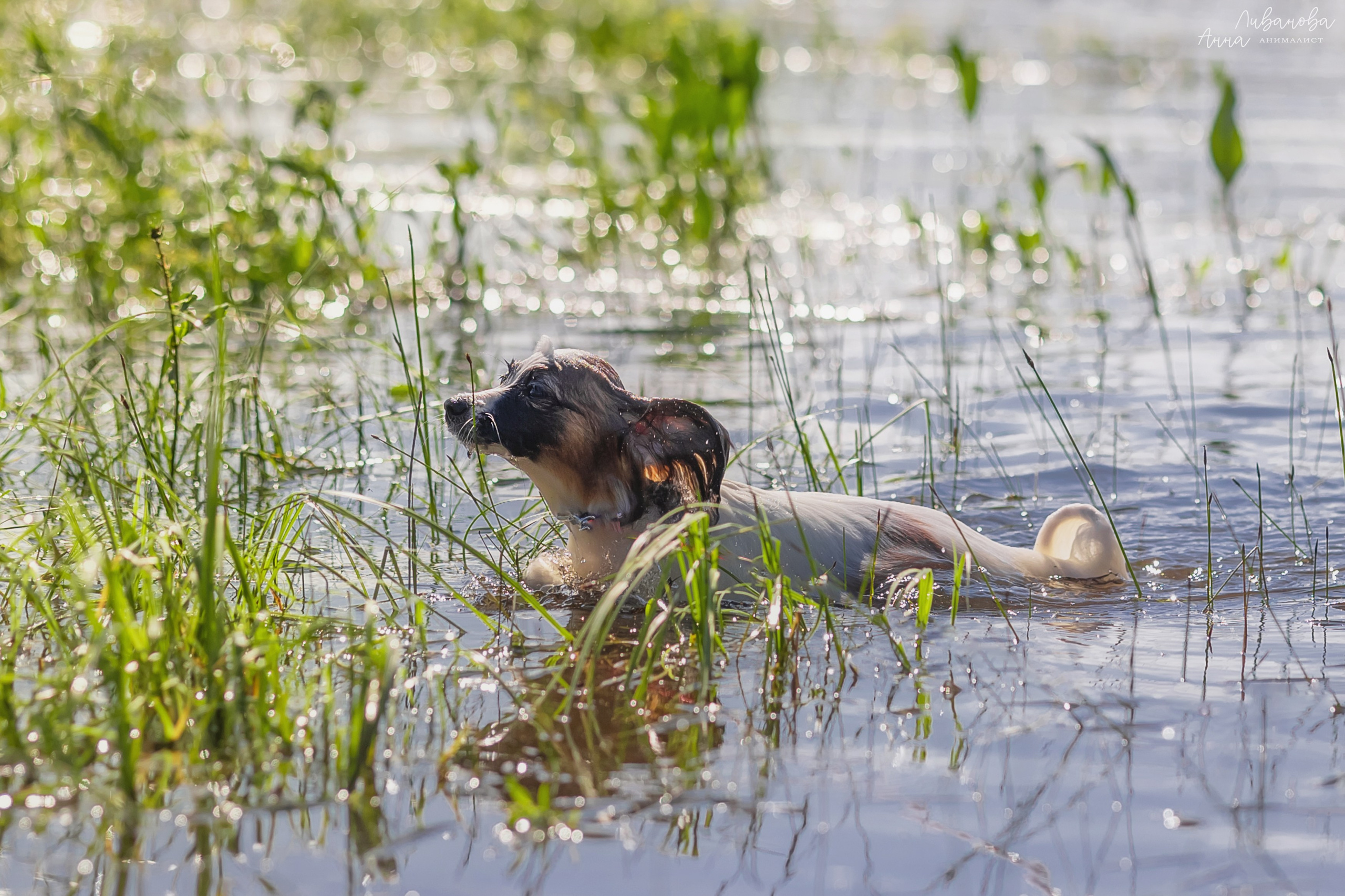 Хьюстон. Фотограф анималист Аня Ливанова | Рыбинск
