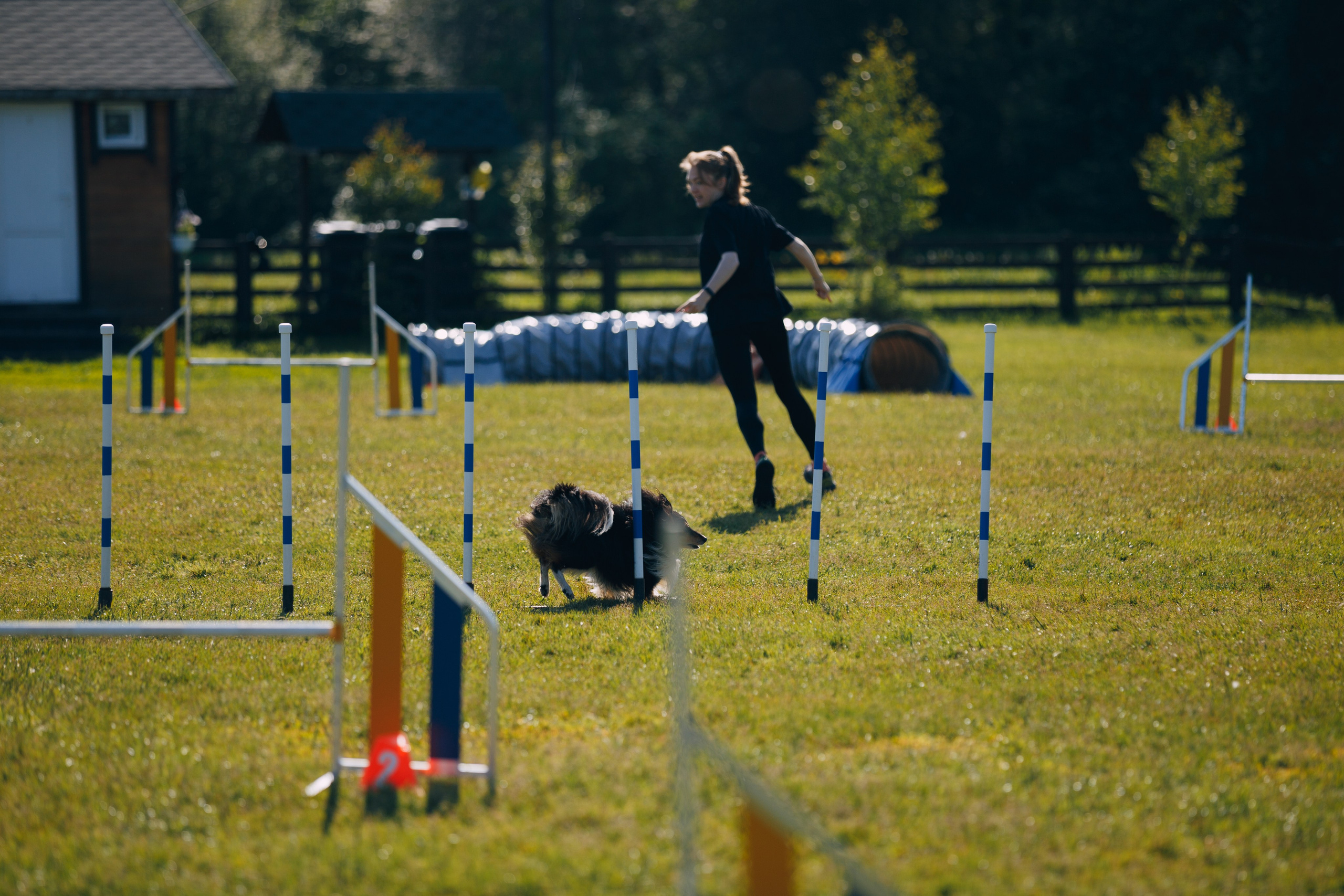 Кинологический лагерь в Горыныче. Фотограф анималист Кристина Карпова, Москва