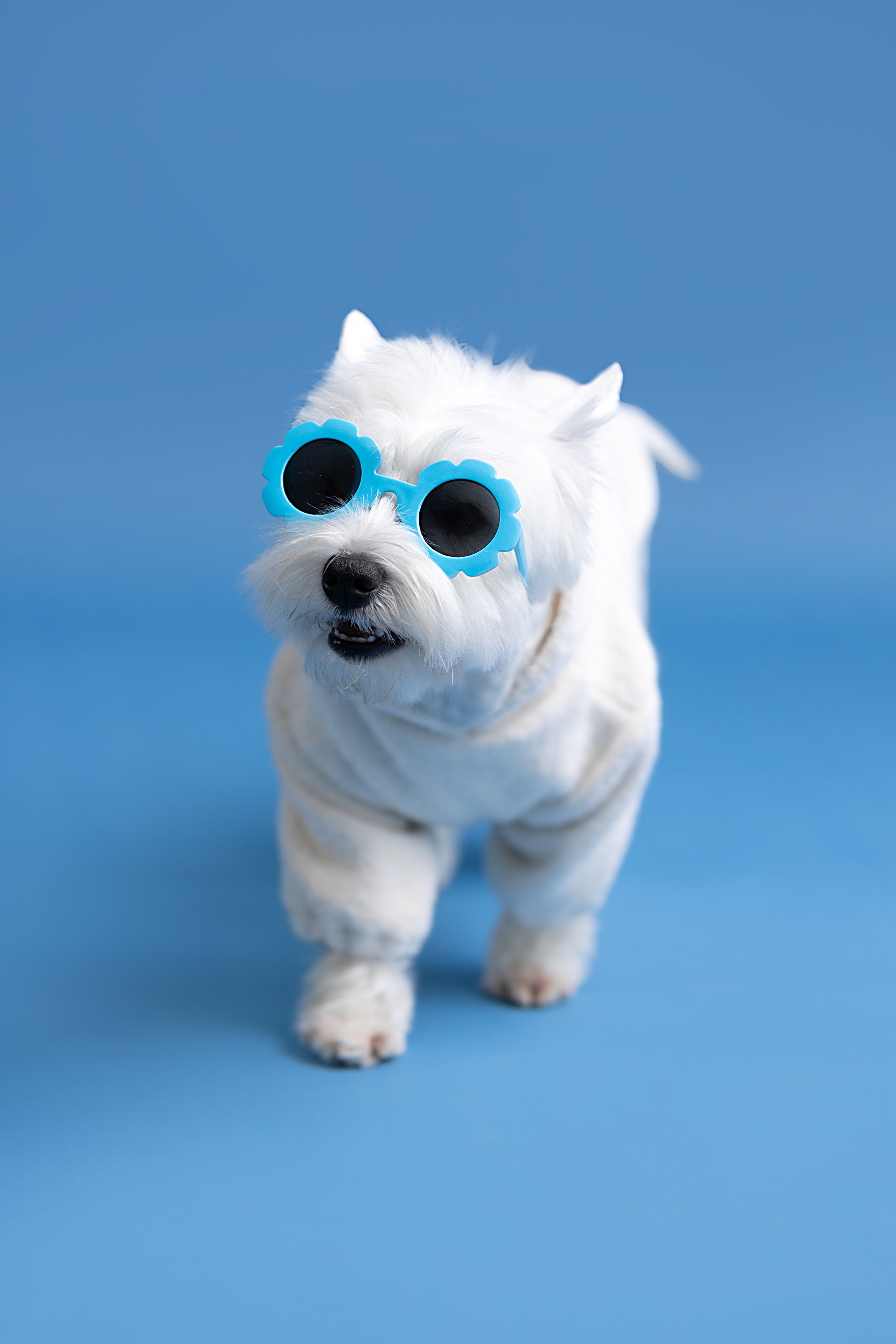 Ханна. Фотограф анималист Кристина Карпова, Москва