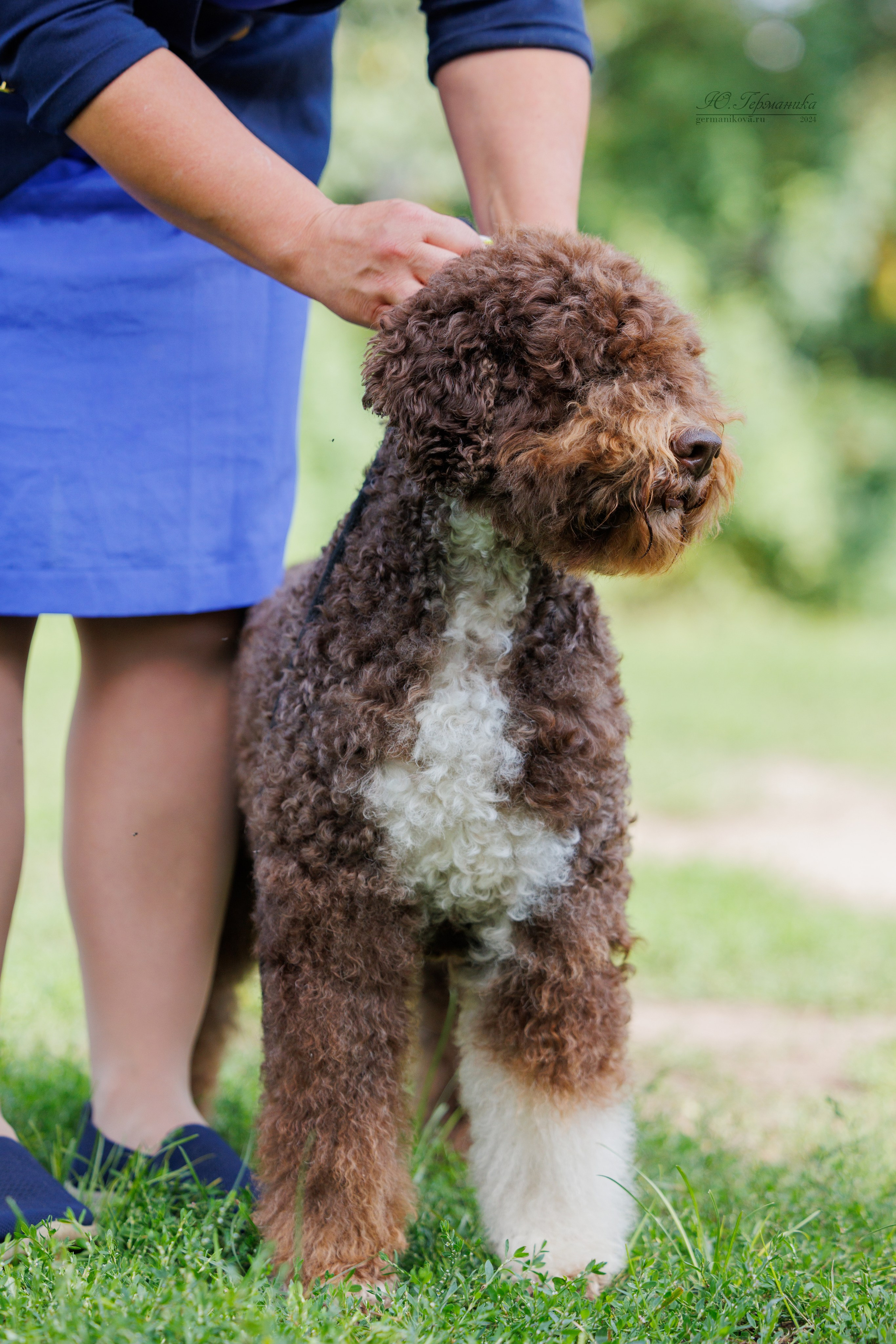 Астана 2хCACIB 17-18.08.2024. Фотограф-анималист Юлия Германика
