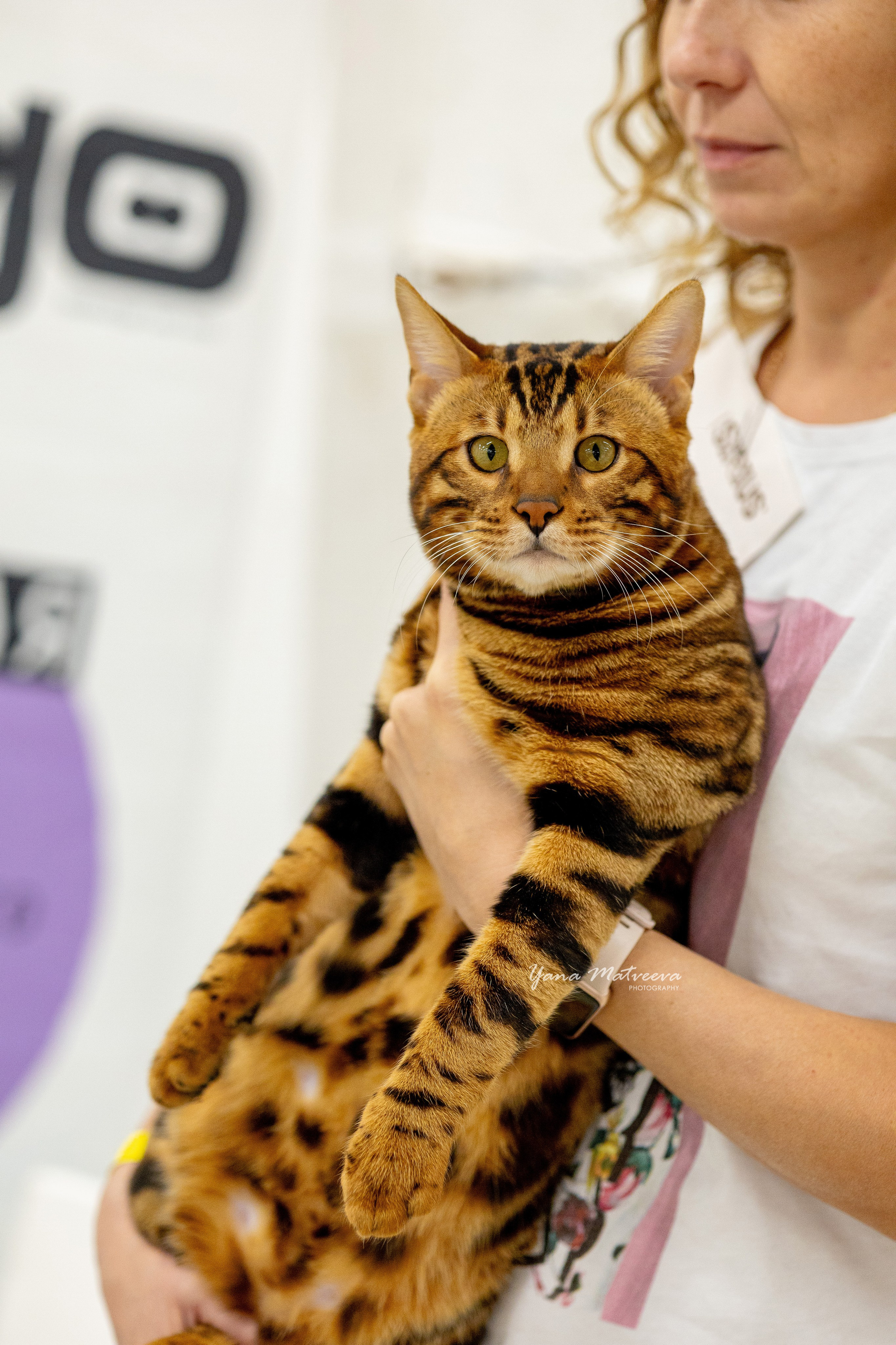 Кошки. Фотограф Яна Матвеева в Ижевске