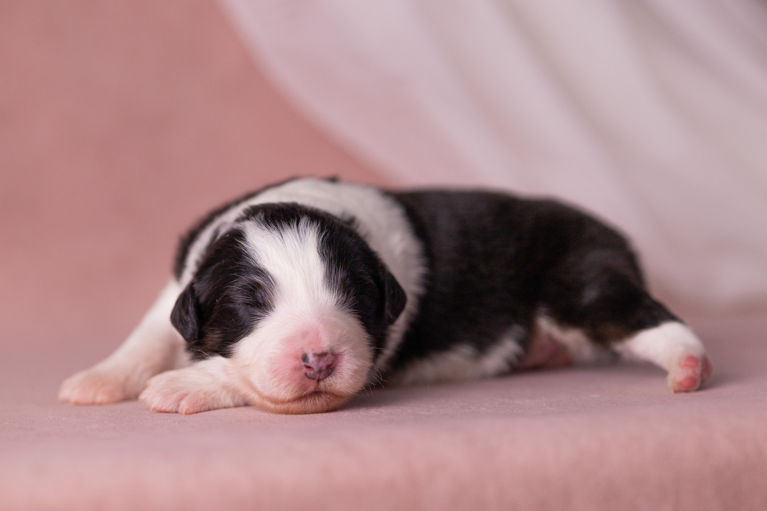 Щенки. Фотограф Яна Матвеева в Ижевске