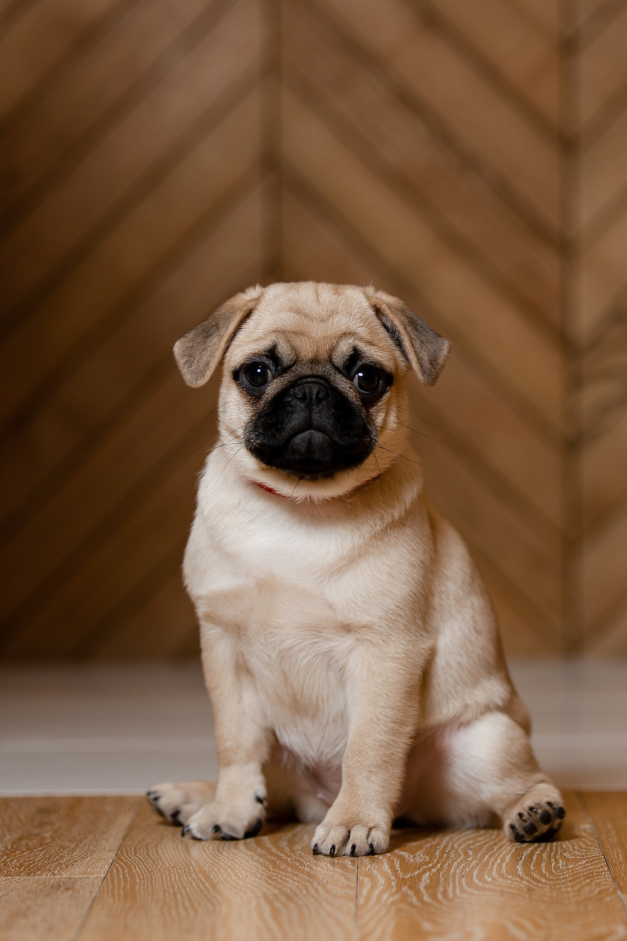 Фотосъёмка щенков. Фотограф-анималист в Краснодаре Маша Мельникова