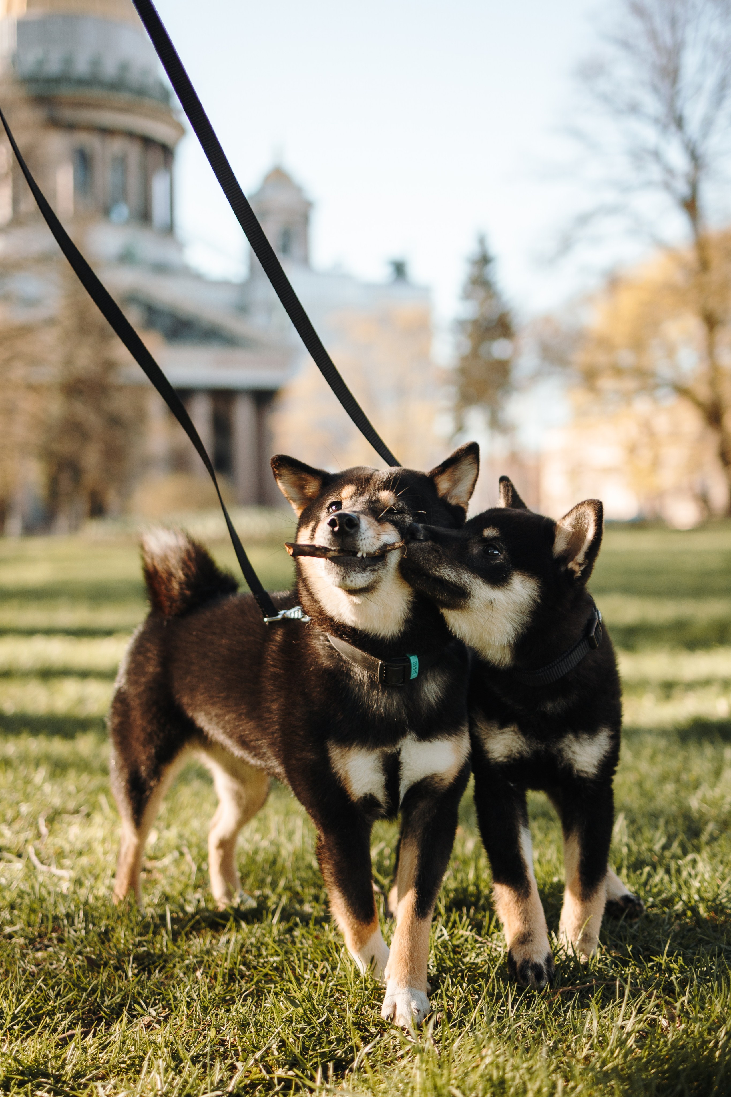 Даша и ее девочки. Фотограф — Анималист | Санкт-Петербург