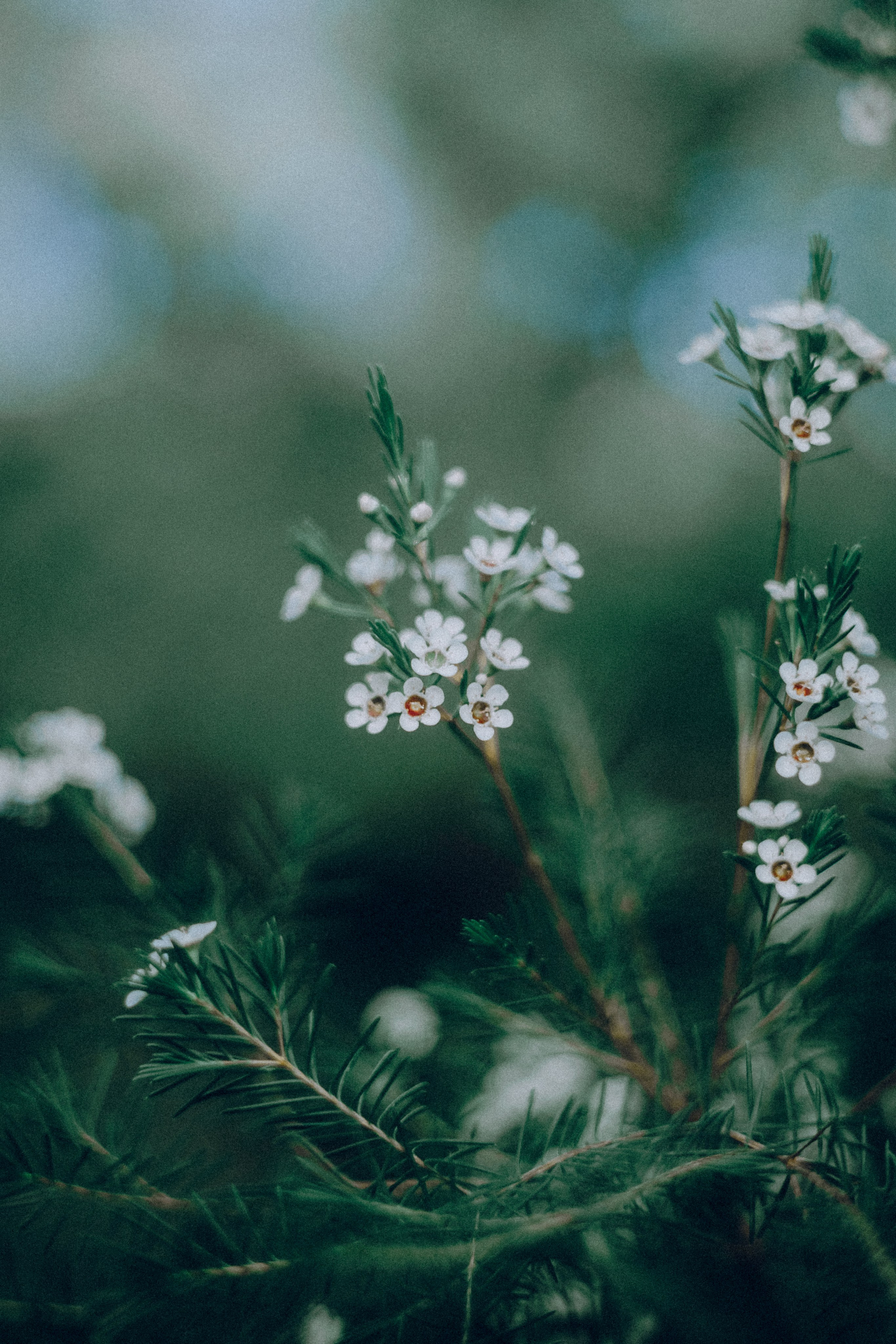 Botanical. Портретный и свадебный фотограф в Москве и Санкт-Петербурге. Учитель фотографии онлайн и оффлайн