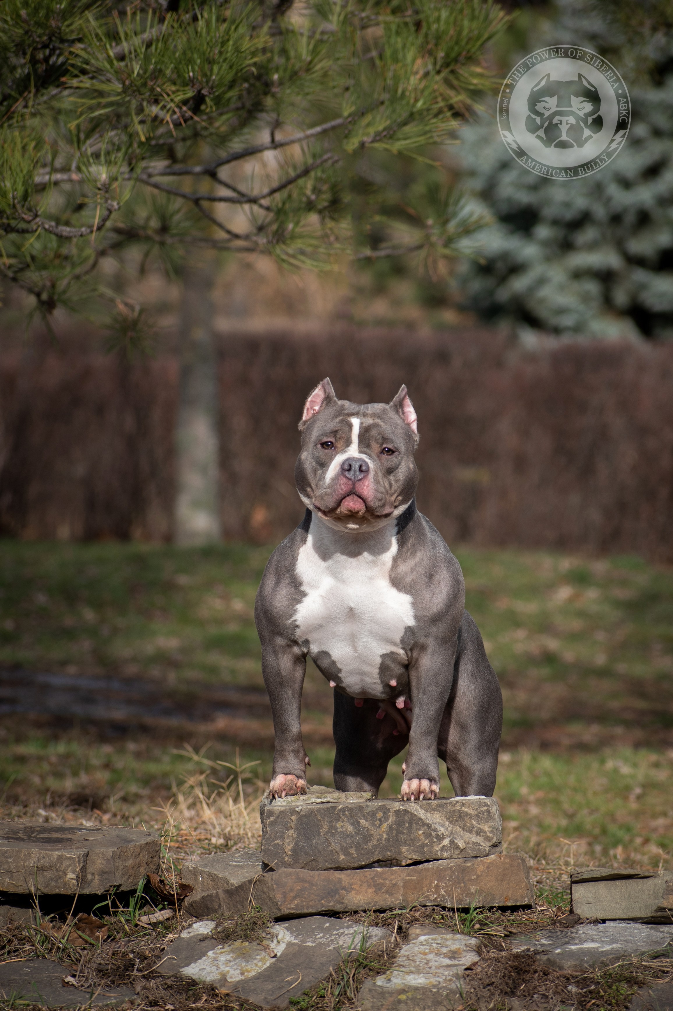 купить щенка в официальном питомнике American Bully в Перми