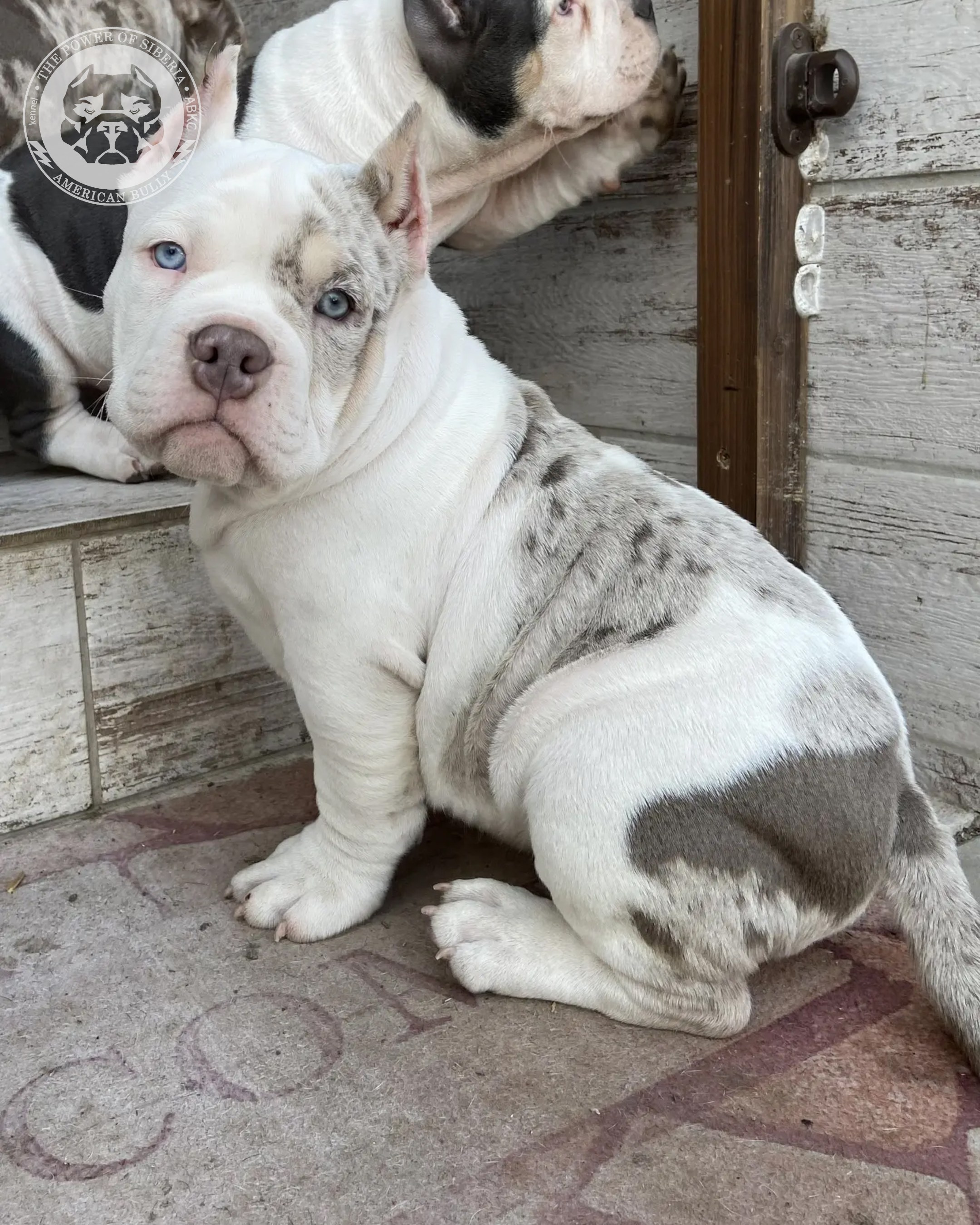 Свободные щенки Американский Булли, в типах покет, классик, стандарт. Американский Булли в г. Ростов-на-Дону. Питомник THE POWER OF SIBERIA