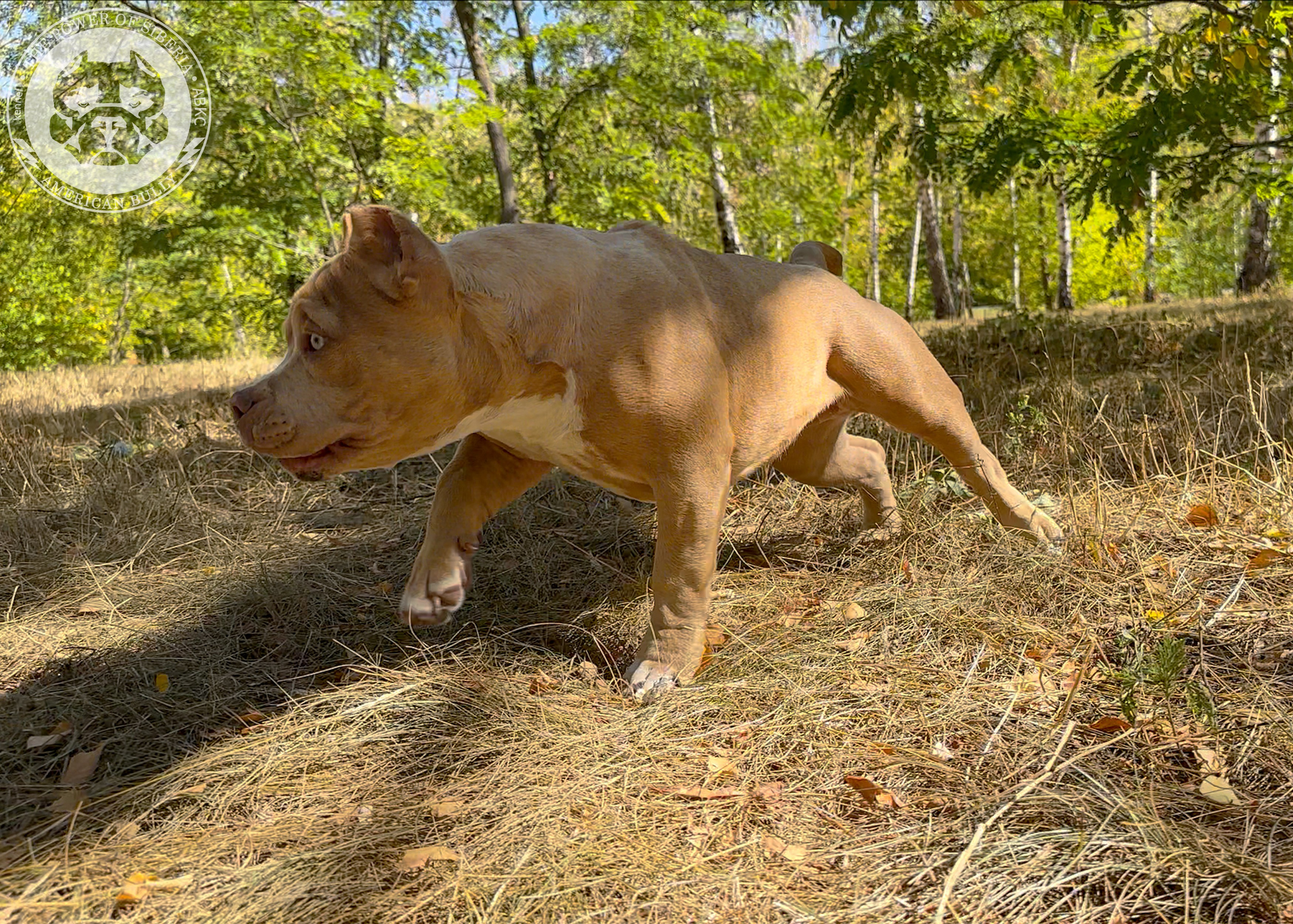 Помет Каспер и Тагира. 21.04.25. Американский Булли в г. Ростов-на-Дону. Питомник THE POWER OF SIBERIA