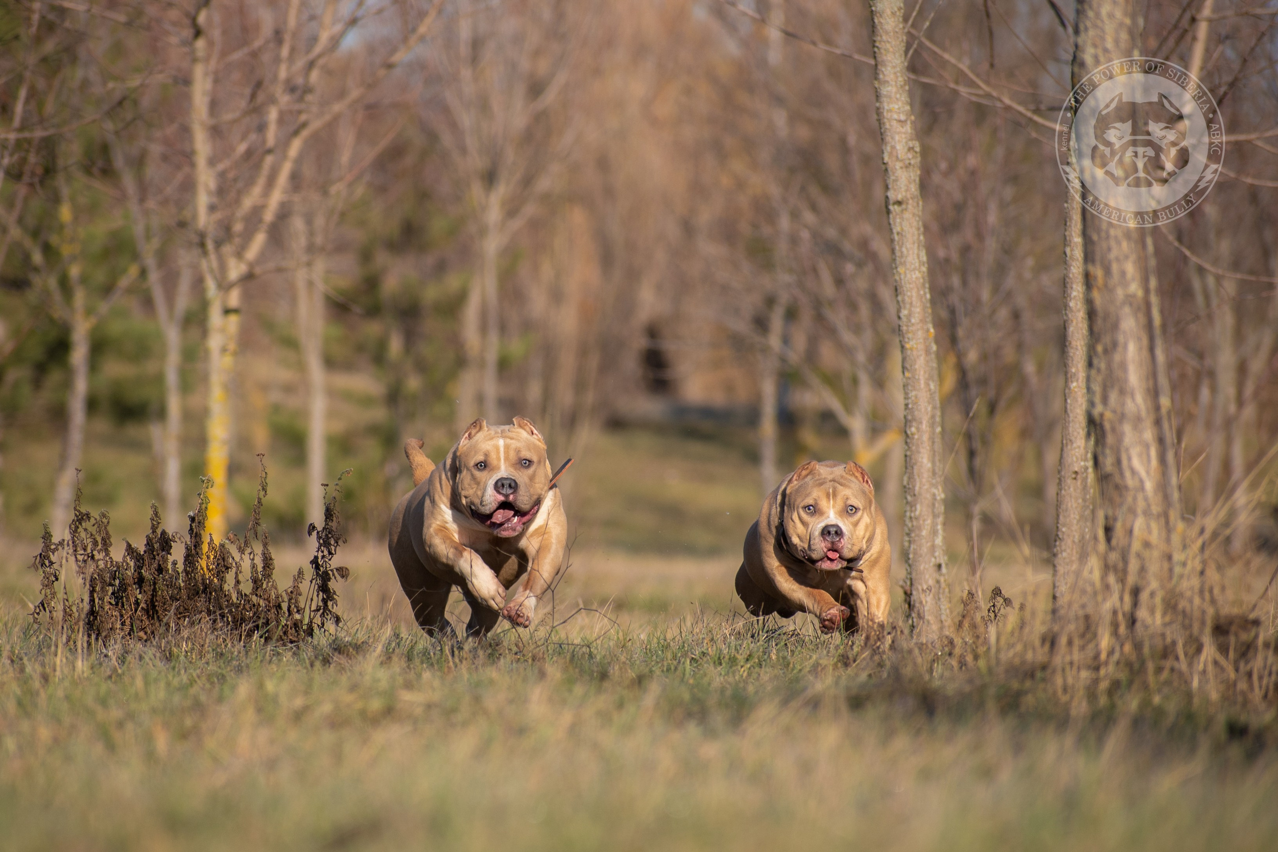 кобель на вязку American Bully в Кемерово