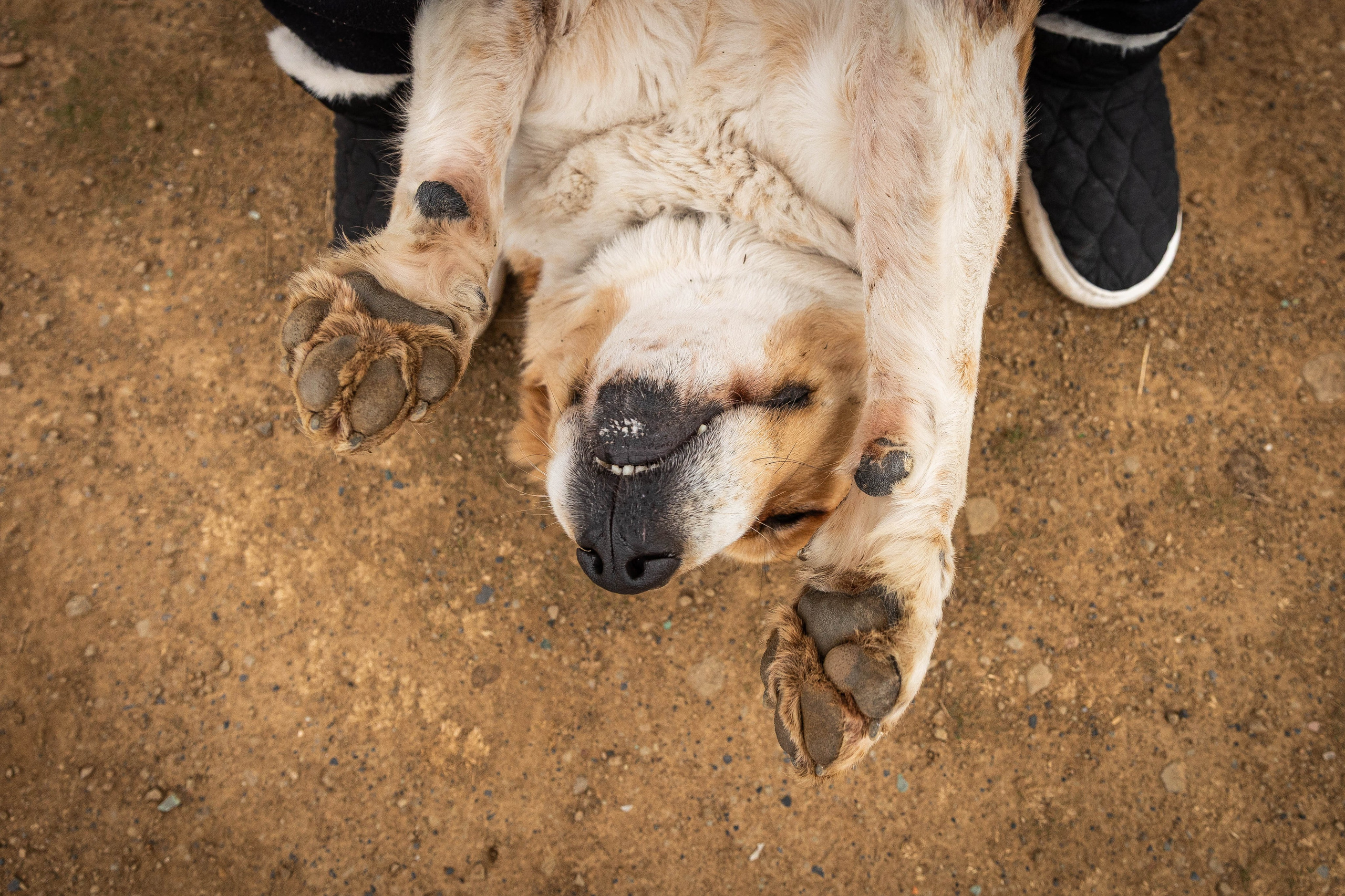 Пальма. Фотограф-АниМалист Анна Абрамова