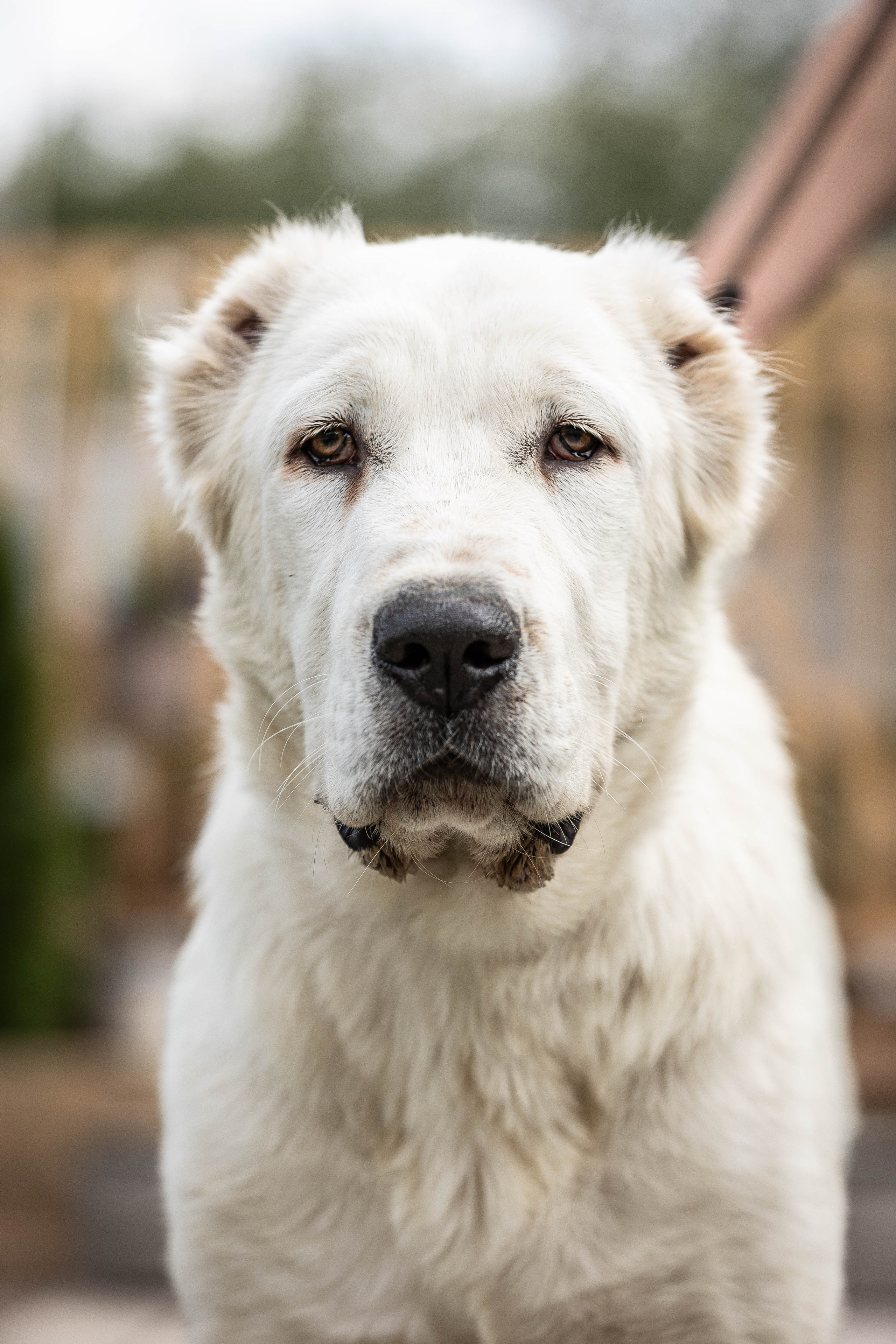 Иншала и Сирена. Фотограф-АниМалист Анна Абрамова