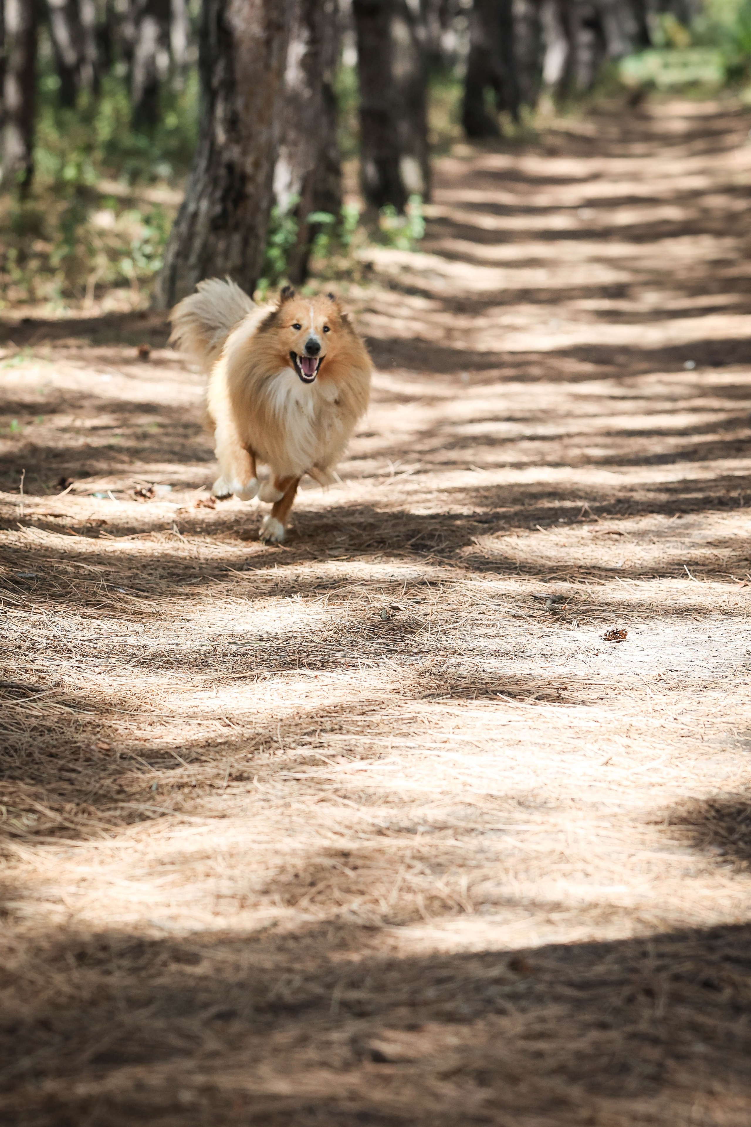 САРОЧКА В ЛЕСУ. Фотограф-АниМалист Анна Абрамова