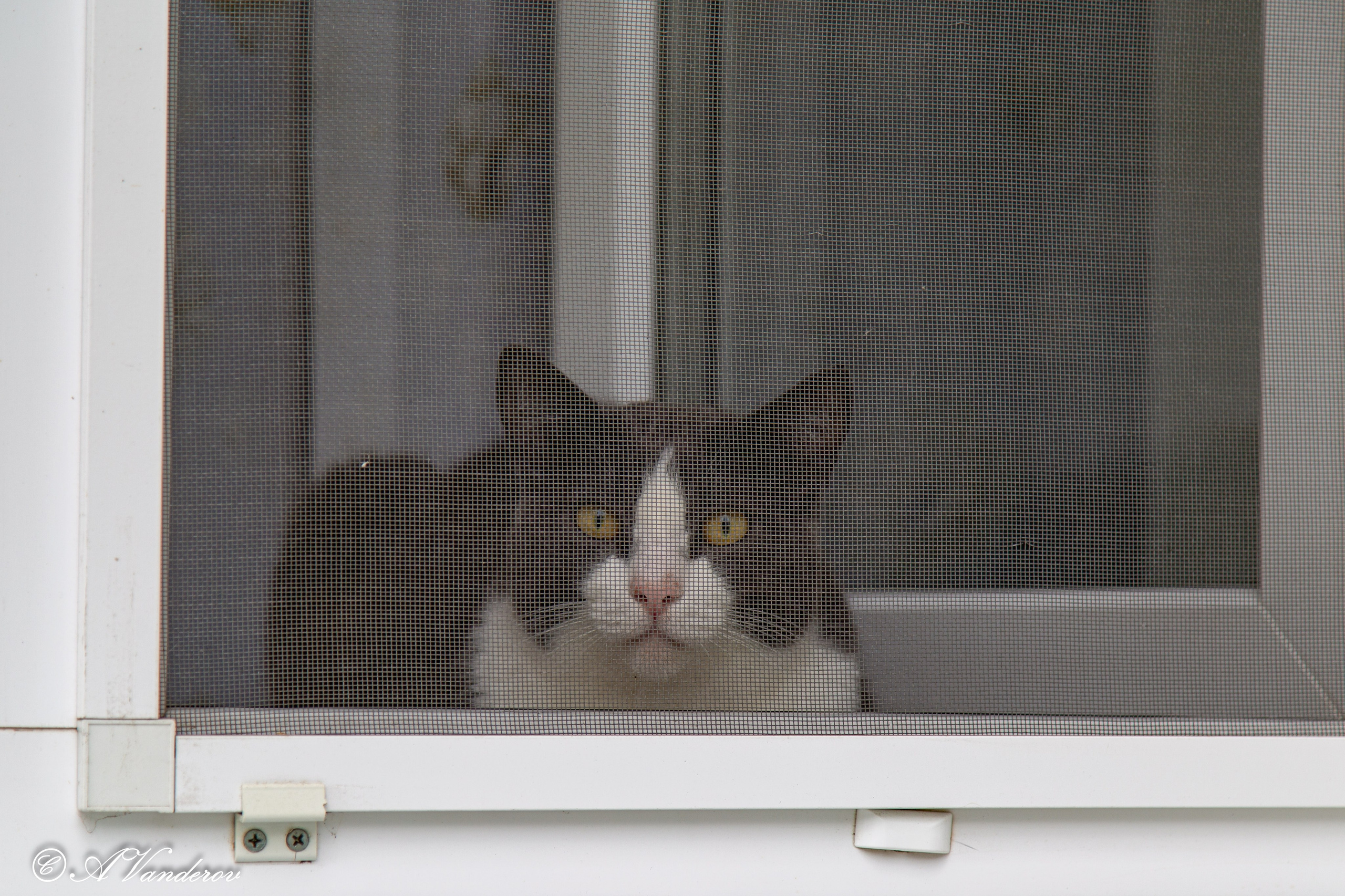 Калачинск 07.07.2024. Фотограф Омск | Александр Вандеров