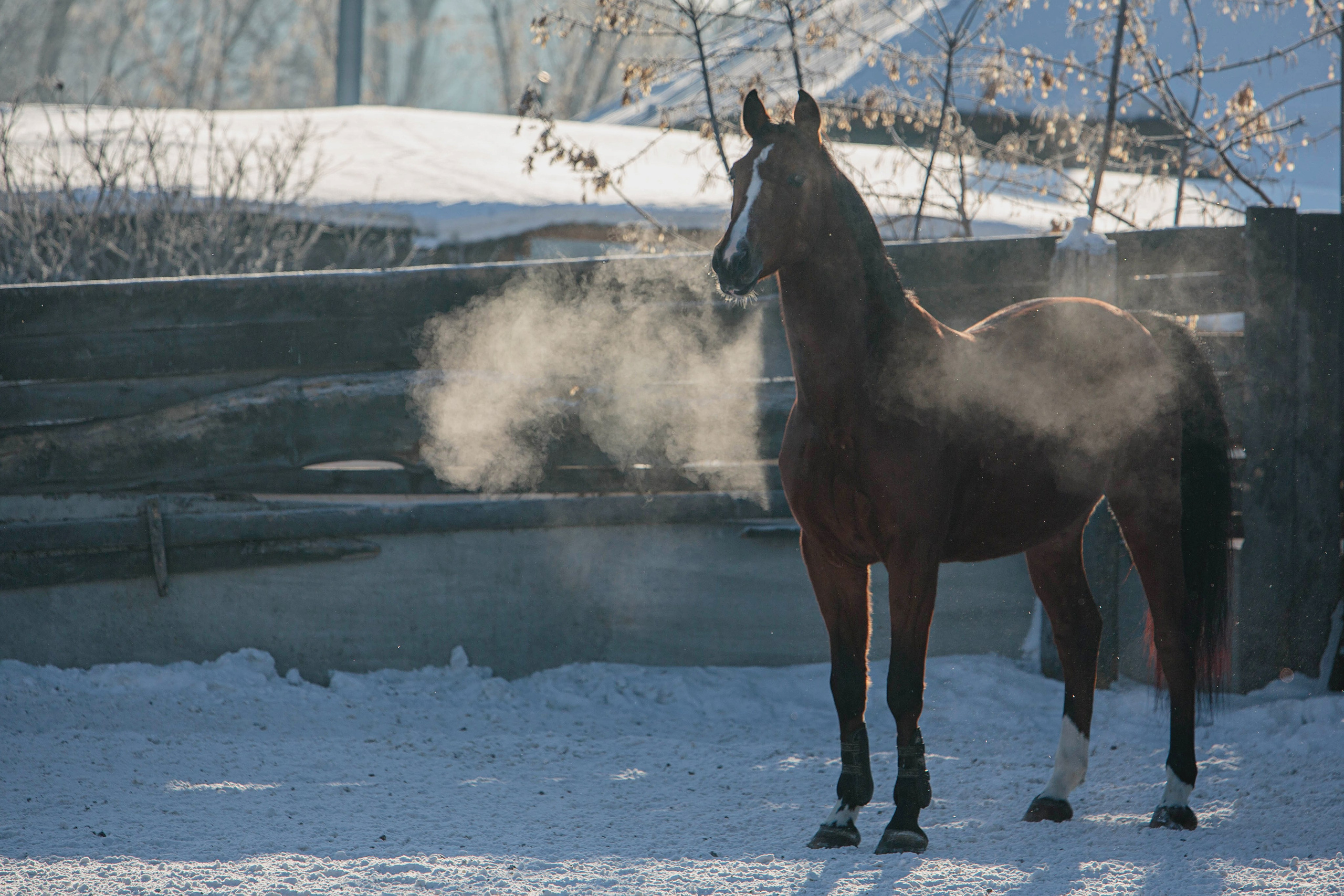 Лошади зимой. Конный фотограф в Красноярске — Любовь Похабова
