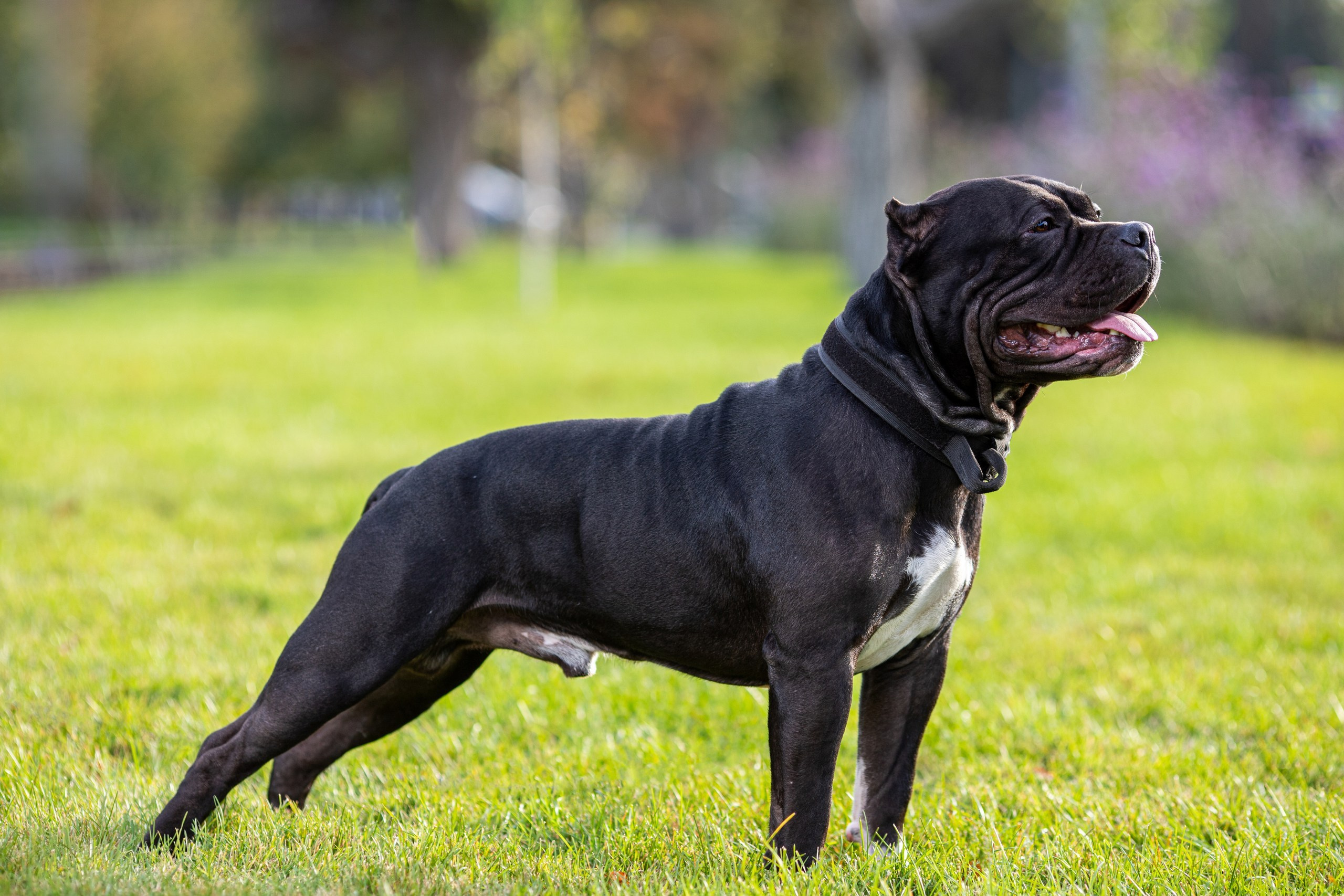 Фотопрогулка с собакой и съёмка для презентации собак