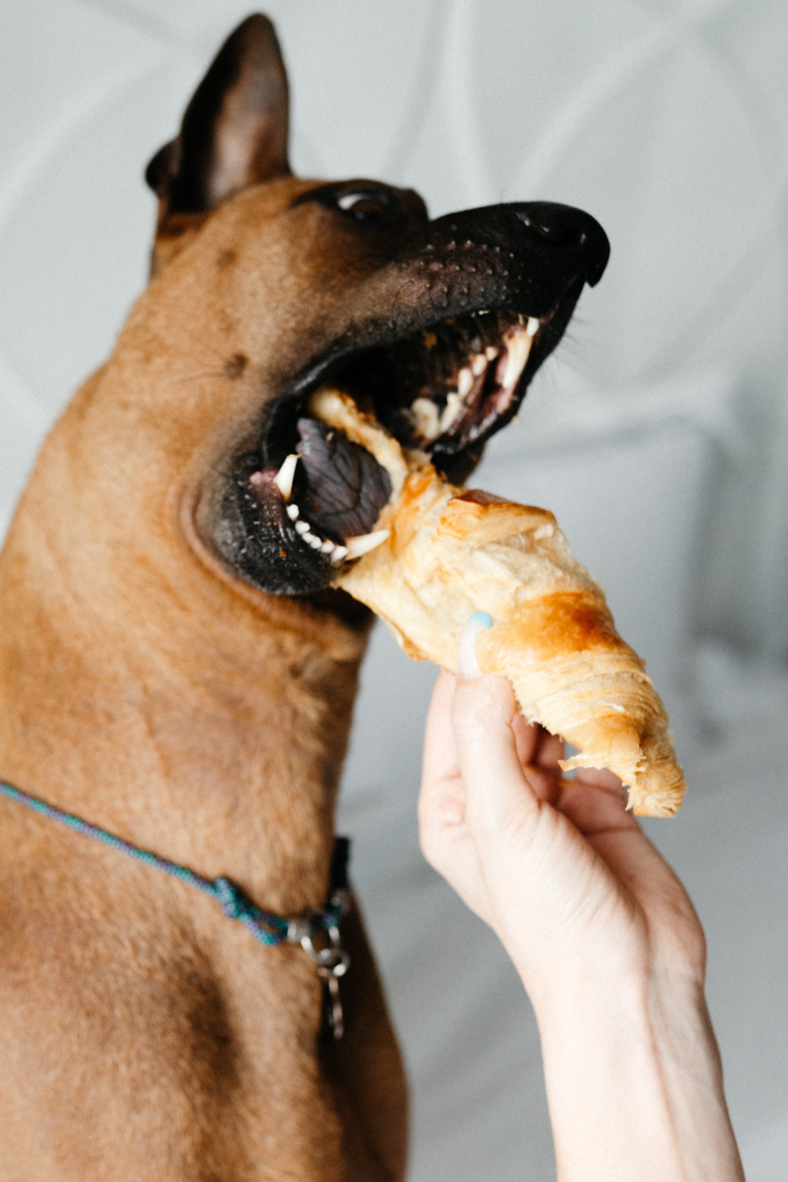 Оксана и Зевс. Фотограф анималист в Москве Ольга Агушева