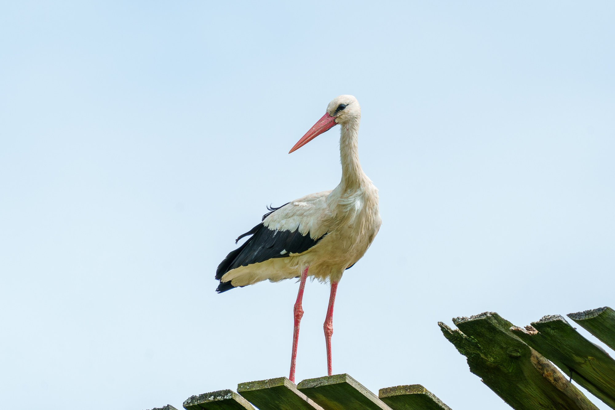 Удивительные мир птиц. Вокруг нас столько прекрасного — присмотритесь!. Ваш личный фотограф Марина Волкова
