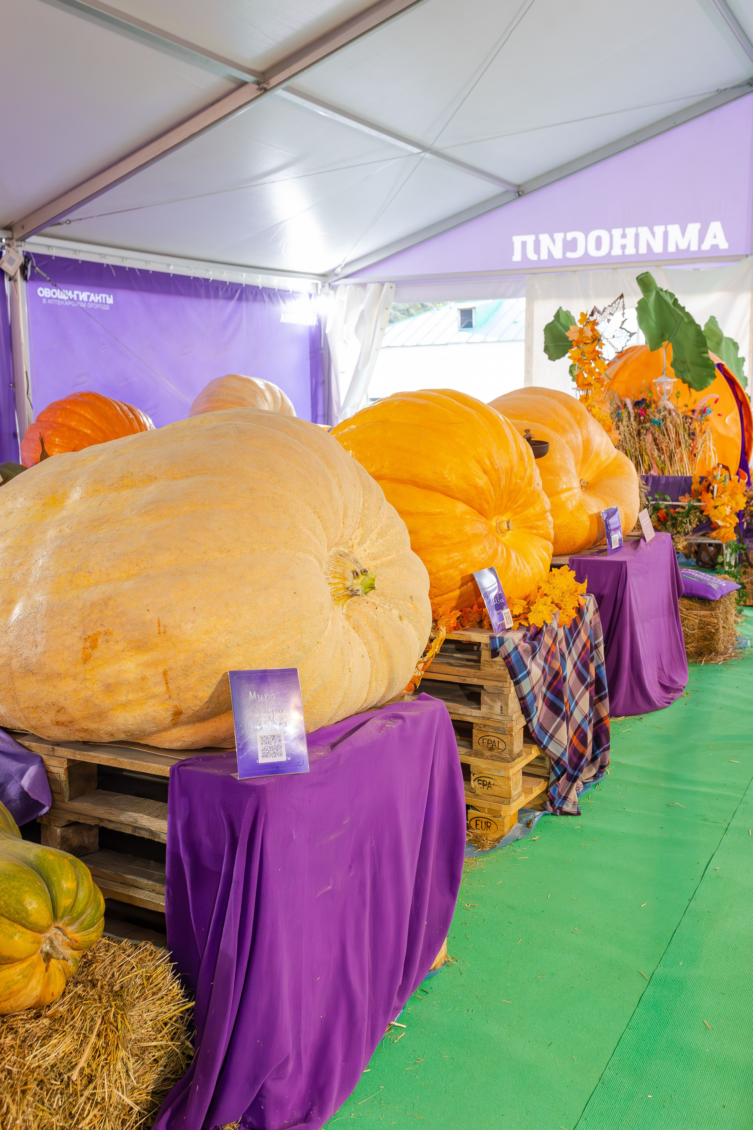 Овощи-гиганты. Александра Куликова фотограф, Москва