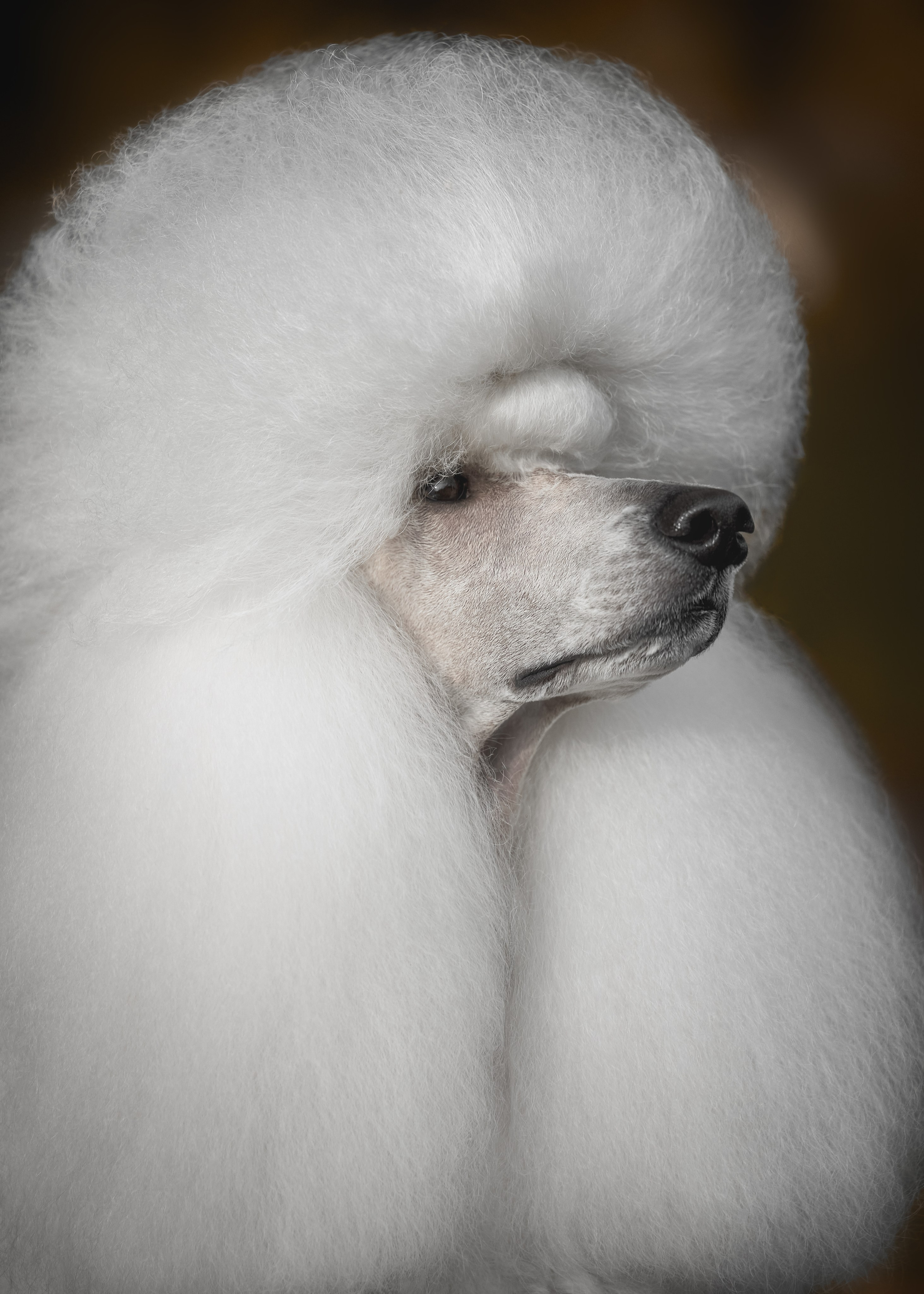 Животные отдельно