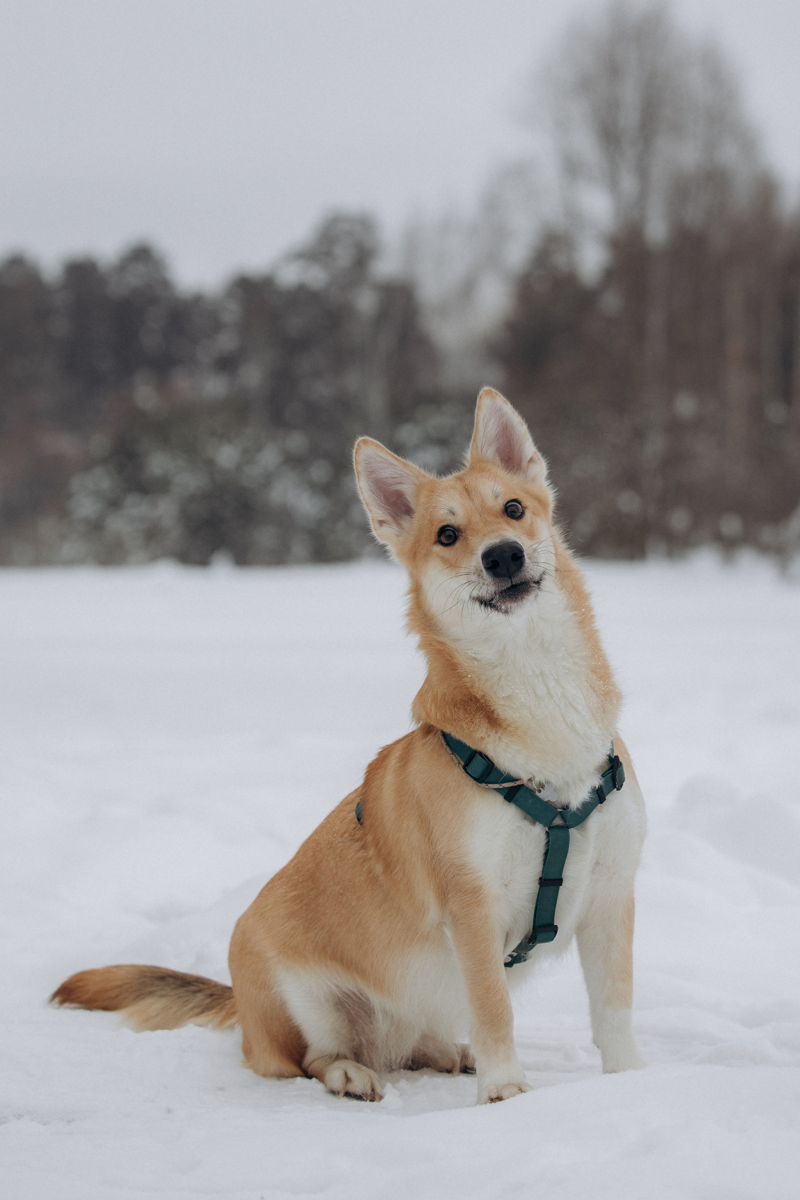 Прогулка на озере зимой. Фотограф анималист в Казани Алина Сулейманова. Фотограф животных